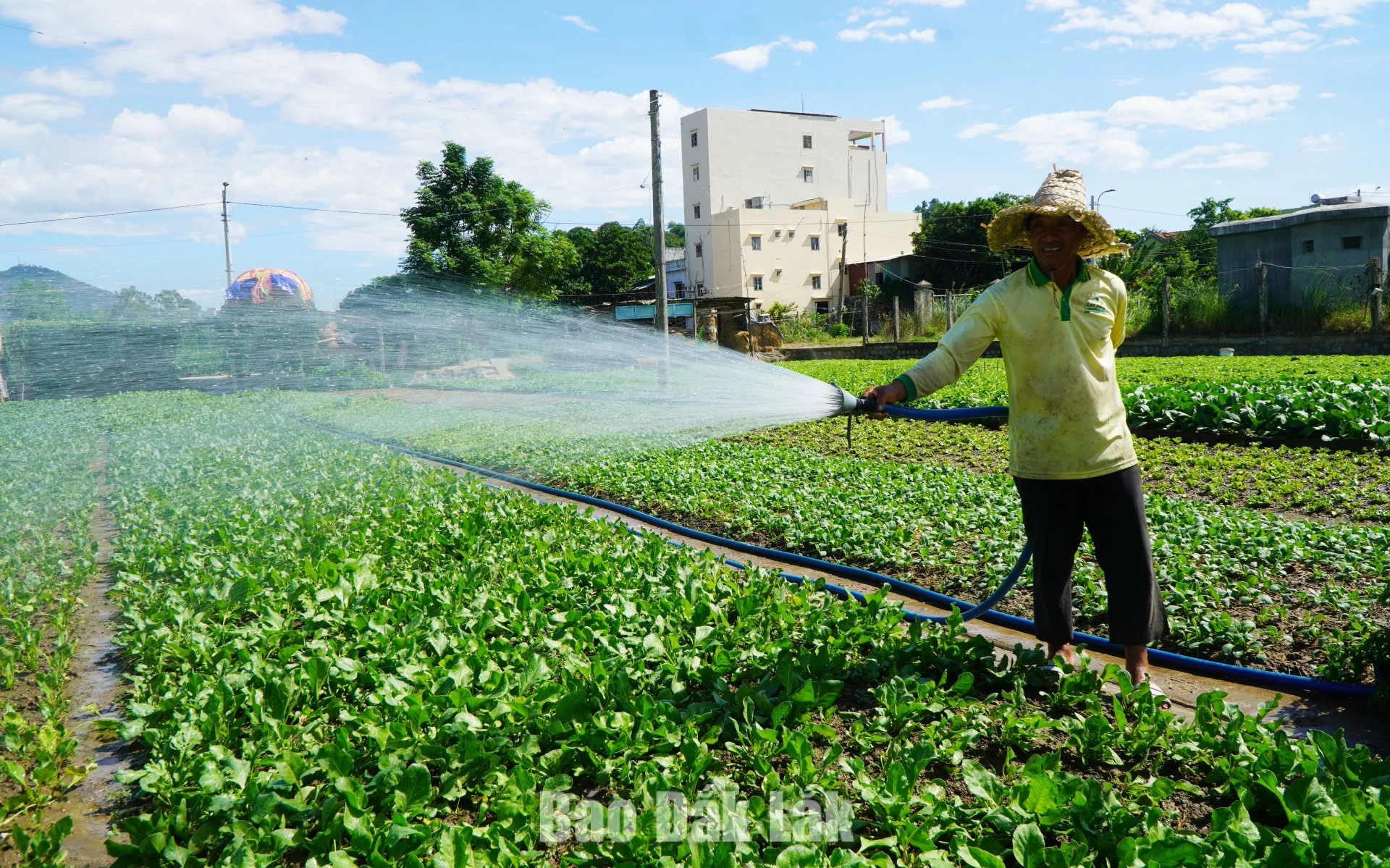 Nhiều diện tích cây trồng trên địa bàn tỉnh được bảo đảm nguồn nước tưới trong mọi điều kiện thời tiết.
