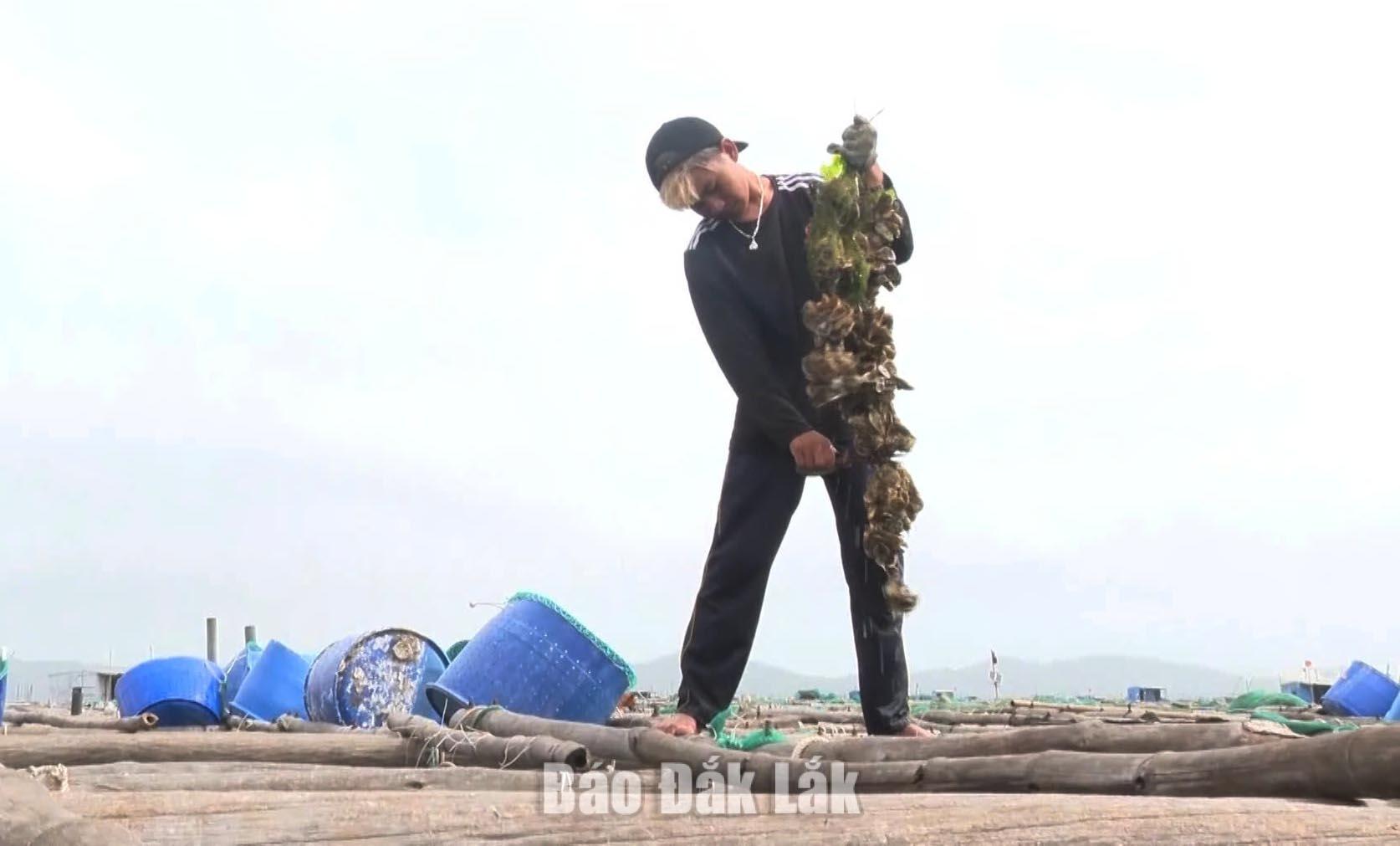 Nuôi vẹm xanh ở phường Sông Cầu.