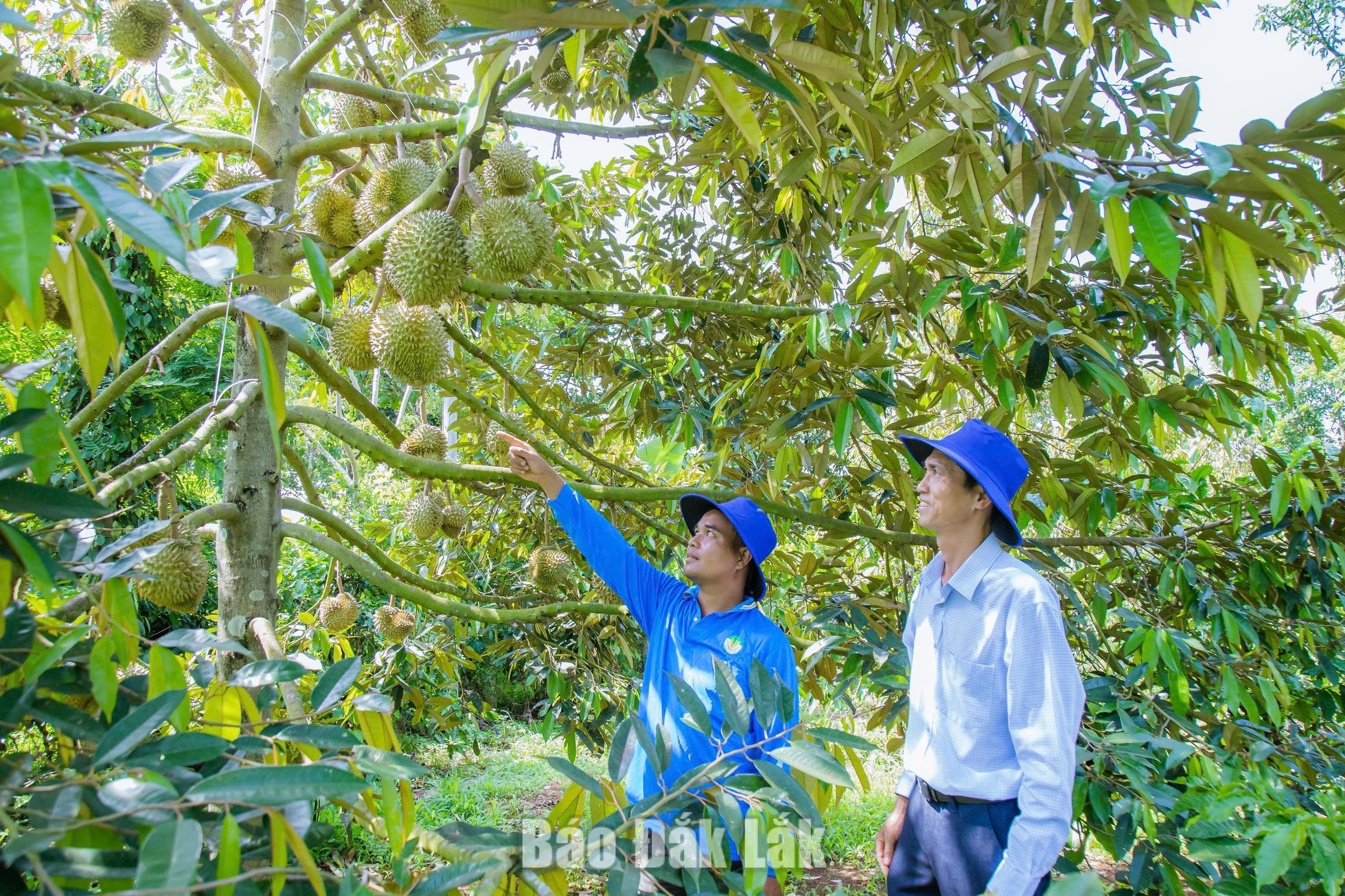 Vườn sầu riêng của người dân chuẩn bị bước vào vụ thu hoạch.