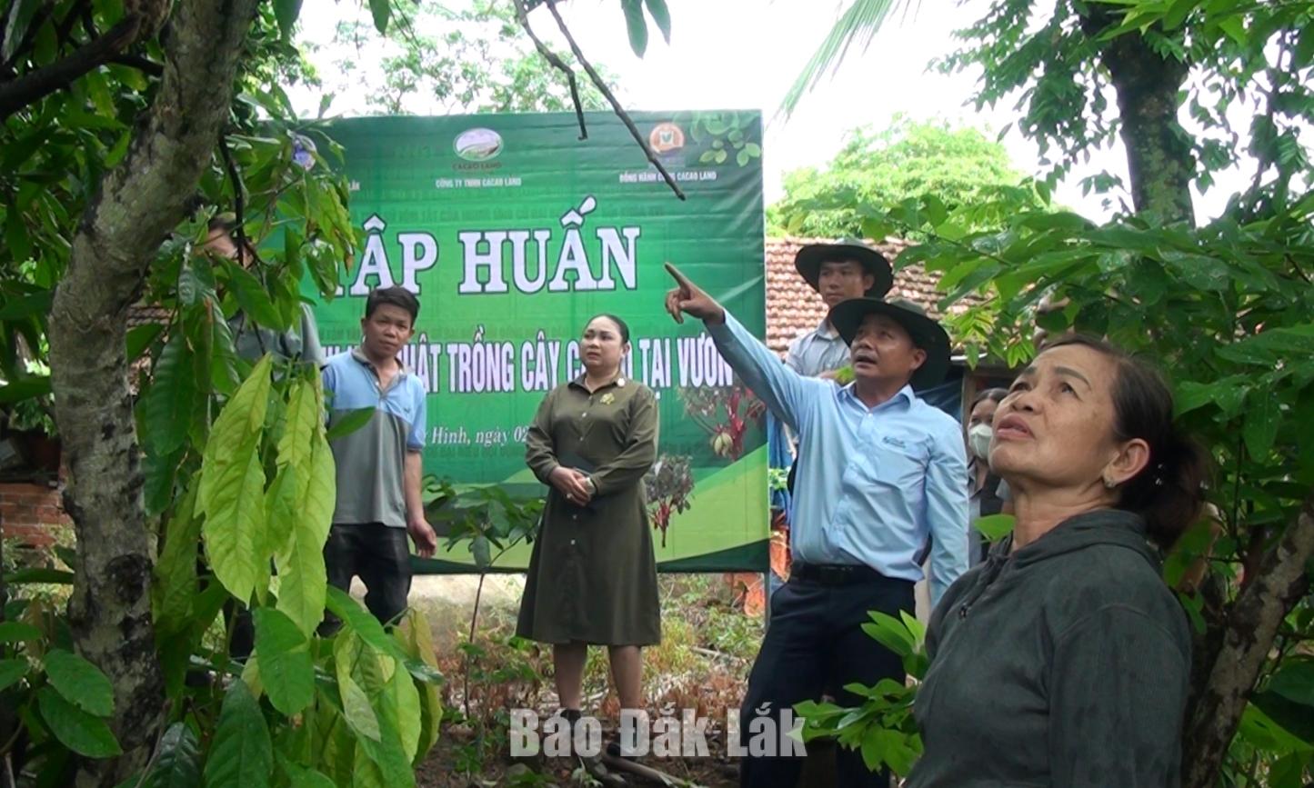 Học viên thực hành tại vườn ca cao ở thôn 9, xã Sông Hinh.