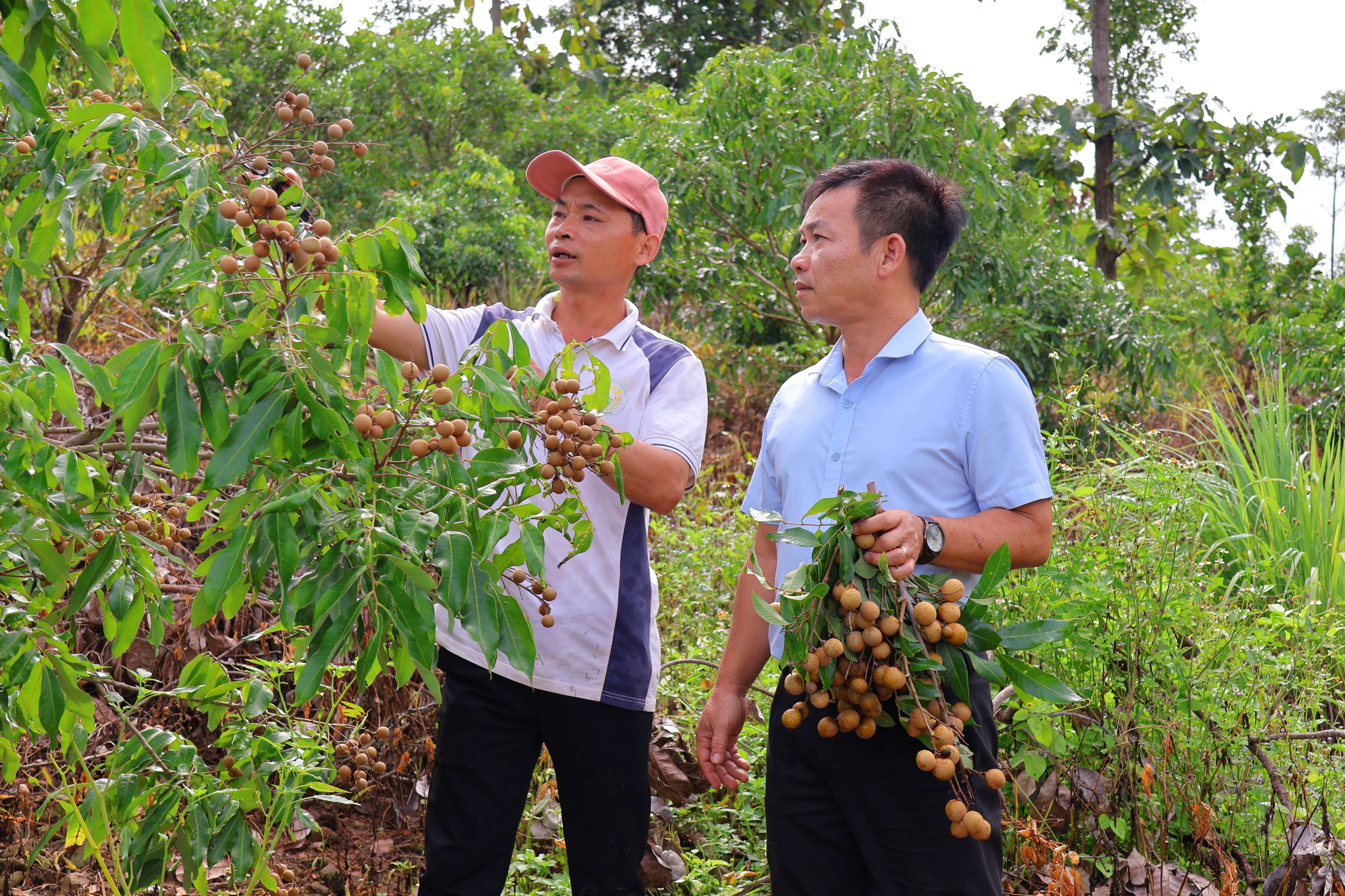 Trưởng thôn làm giàu từ nhãn T6
