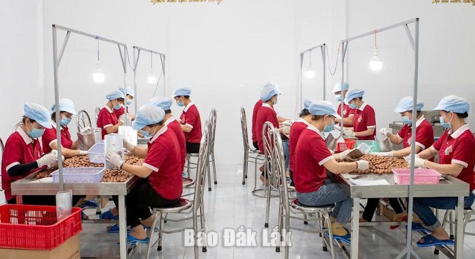 Đồng hành cùng doanh nghiệp 2 Từ nguồn vốn tín dụng của ngân hàng, nhiều doanh nghiệp đã mở rộng quy mô sản xuất, kinh doanh. (Trong ảnh: Sản xuất mắc ca tại Công ty Cổ phần Damaca Nguyên Phương).