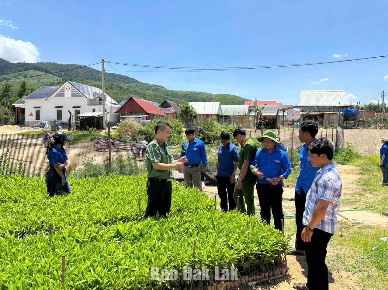 Mô hình vườn ươm, vườn cây sinh kế, vườn Đoàn của anh So Minh Diêm mang lại hiệu quả kinh tế, tạo sinh kế cho thanh niên địa phương.