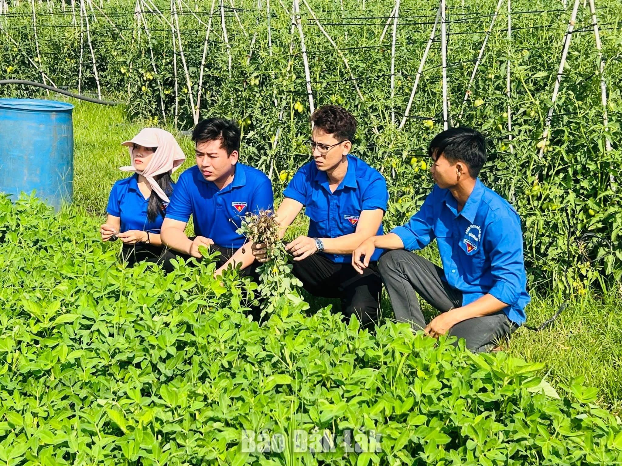 Nhiều thanh niên lựa chọn khởi nghiệp ngay tại quê hương, từng bước xây dựng sinh kế ổn định.