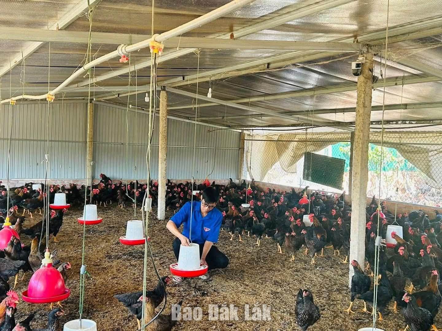 Trang trại nuôi gà của gia đình anh