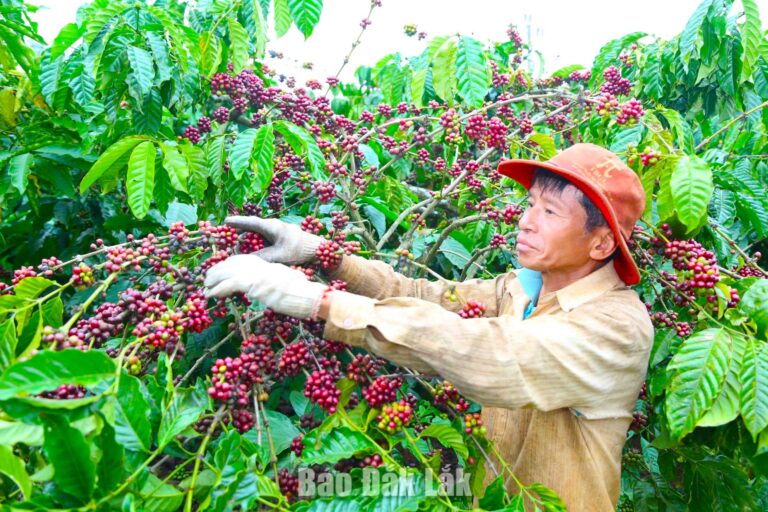 Cà phê kể chuyện trăm năm - Kỳ 2: Cà phê Robusta - Từ xuất khẩu thô đến bài toán tạo giá trị tỷ đô