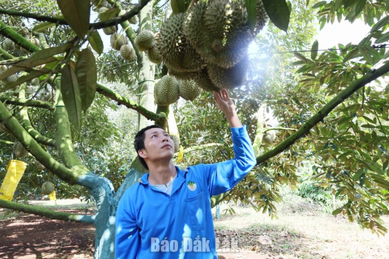Đắk Lắk được cấp thêm gần 200 mã vùng trồng và mã cơ sở đóng gói sầu riêng xuất khẩu