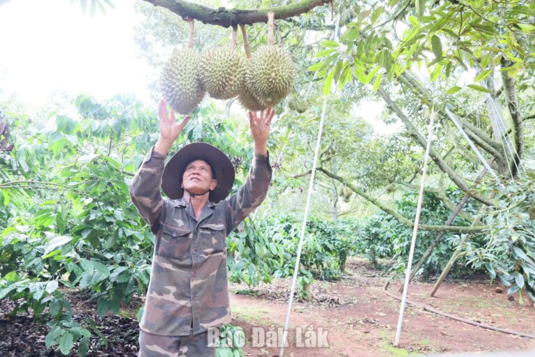 Đắk Lắk triển khai chiến dịch cao điểm "30 ngày đêm" số hóa dữ liệu vùng trồng sầu riêng