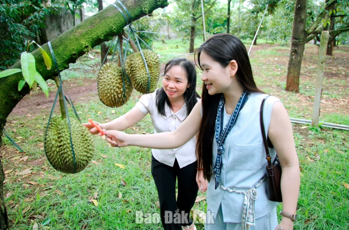 Trải nghiệm du lịch mùa sầu riêng chín