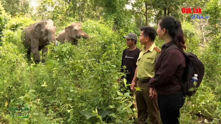 (Video) Sầu riêng Đắk Lắk - Kết nối vươn xa