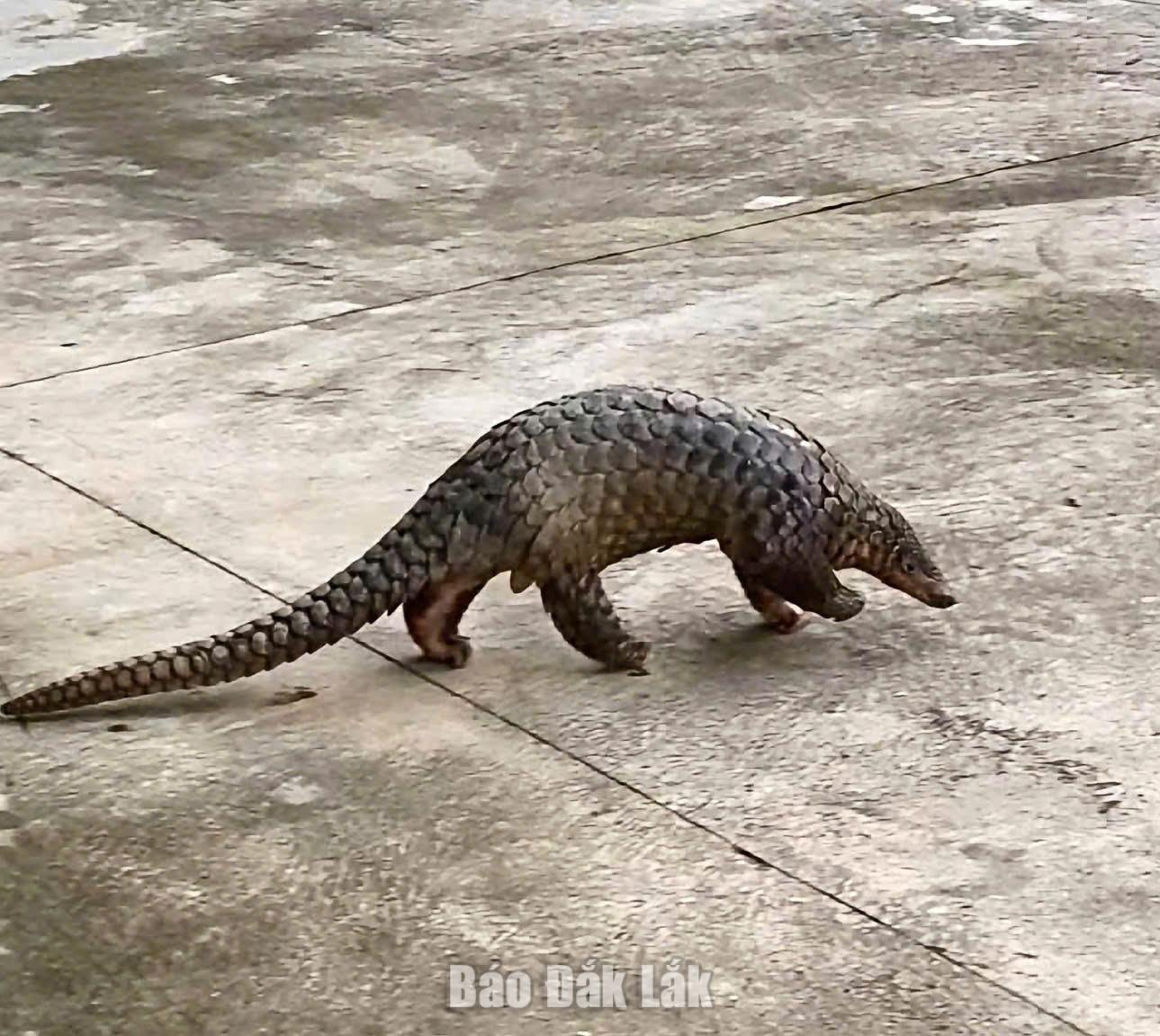 Người dân Đắk Liêng tự nguyện giao nộp cá thể tê tê Java quý hiếm 2 Cá thể tê tê do công dân phát hiện.