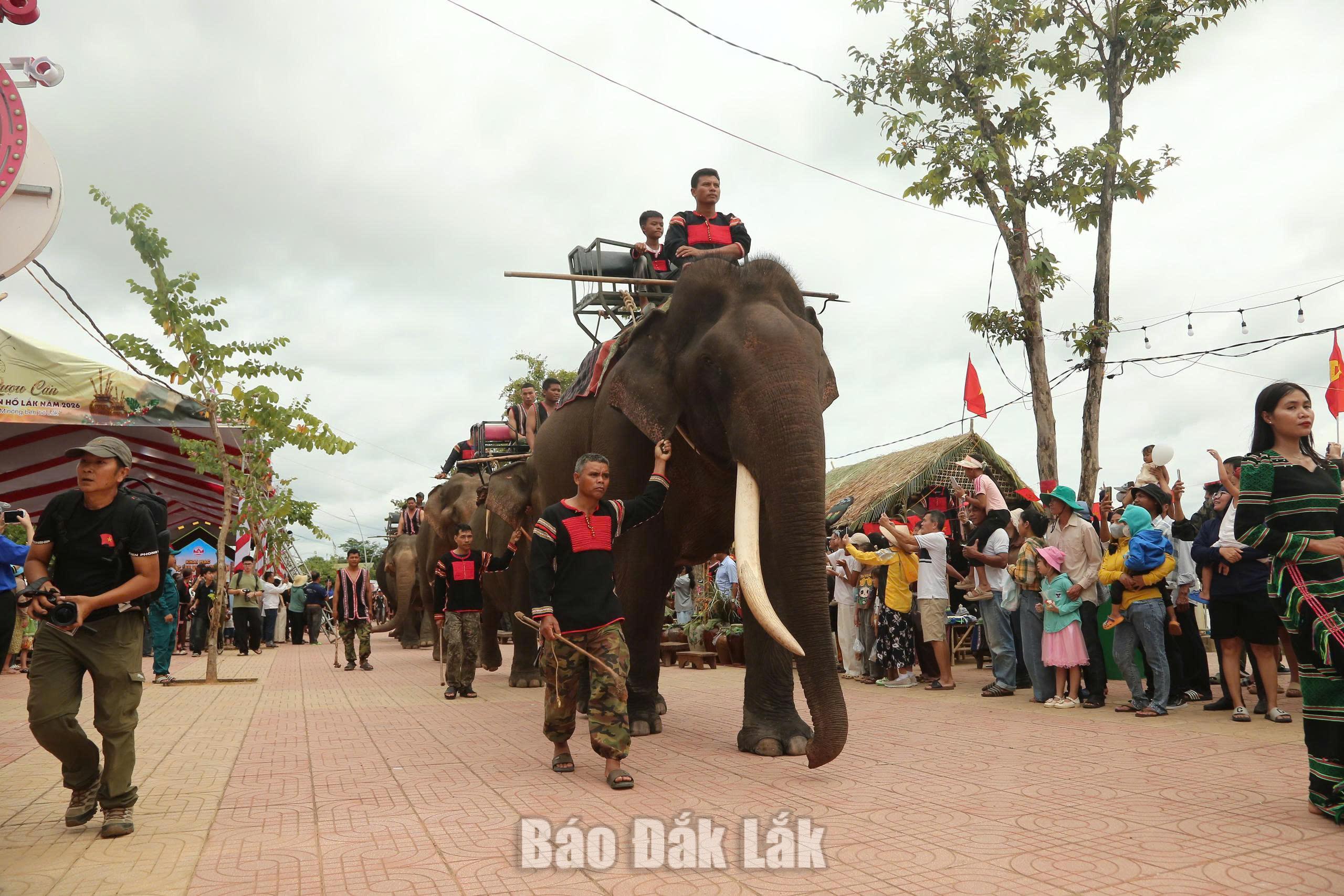 Màn diễu hành voi thu hút đông đảo du khách, tạo nên không khí sôi động và ấn tượng tại lễ hội.