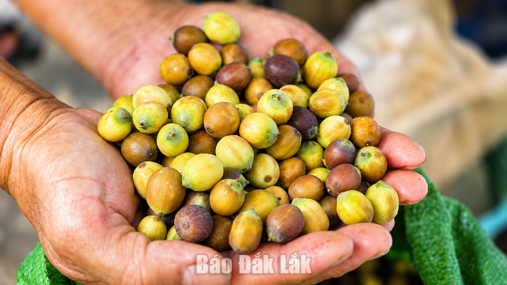 Trồng sen, hướng phát triển kinh tế mới ở vùng biên Ea Bung 8 Mỗi ha sen có thể cho thu hoạch 3 tấn/năm.