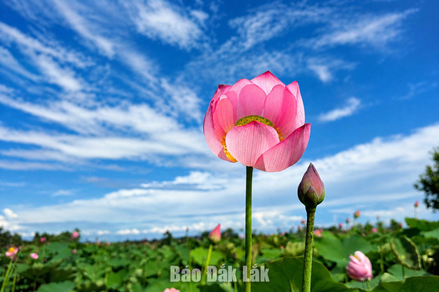Trồng sen, hướng phát triển kinh tế mới ở vùng biên Ea Bung 4 Giống sen Huế phù hợp với đất đai, khi hậu địa phương nên chất