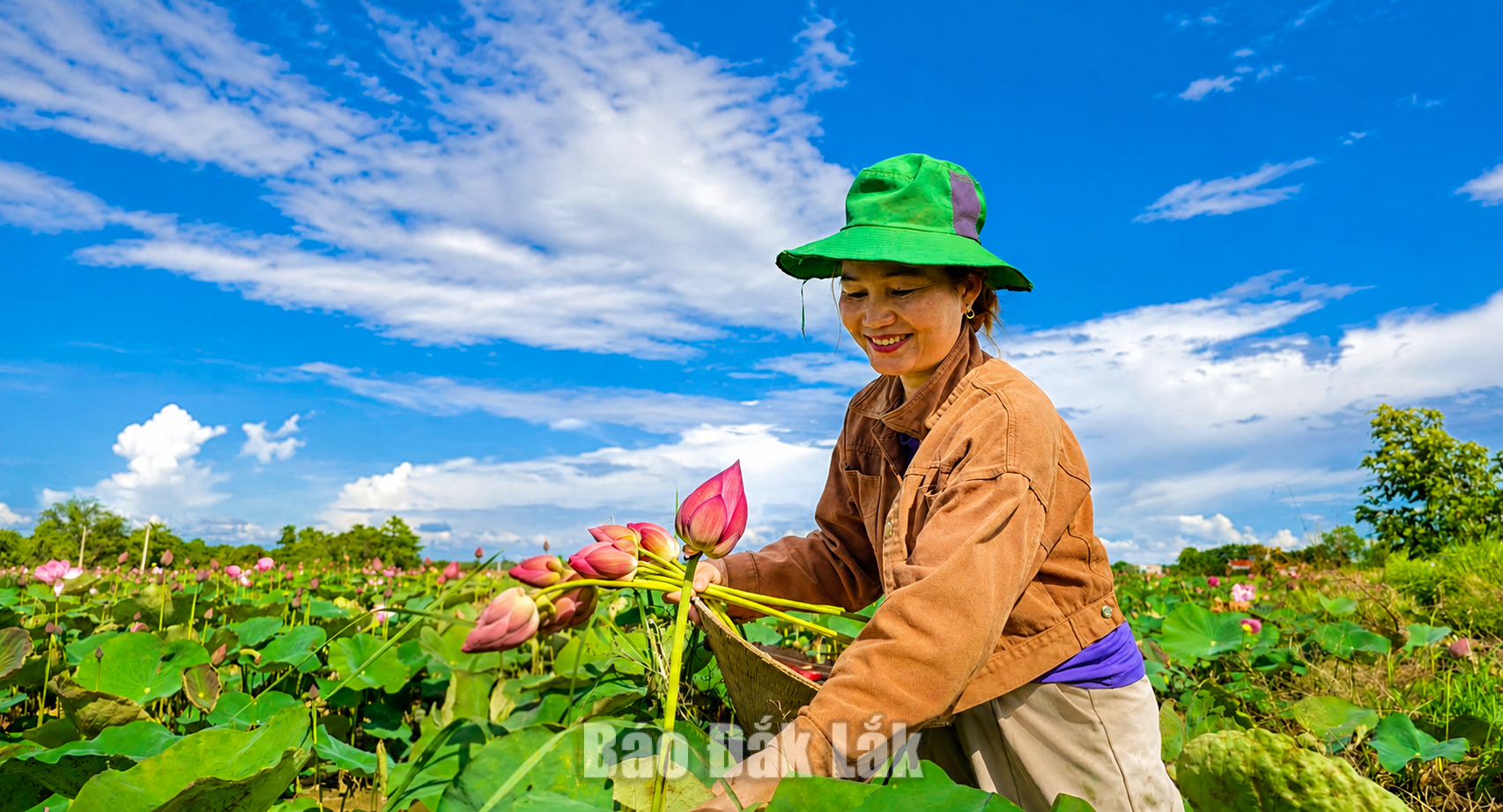 Trồng sen, hướng phát triển kinh tế mới ở vùng biên Ea Bung 6 Người dân thu hoạch hoa sen.