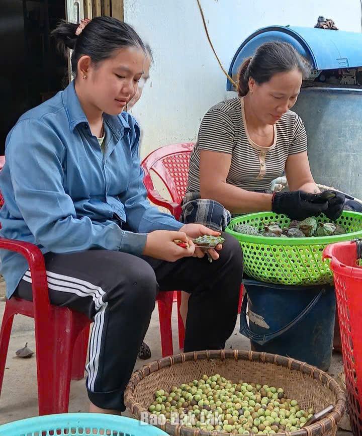 Trồng sen, hướng phát triển kinh tế mới ở vùng biên Ea Bung 9 Bóc sen Để bảo đảm chất lượng, sau khi thu hoạch, sen được tách bóc chế biến ngay.