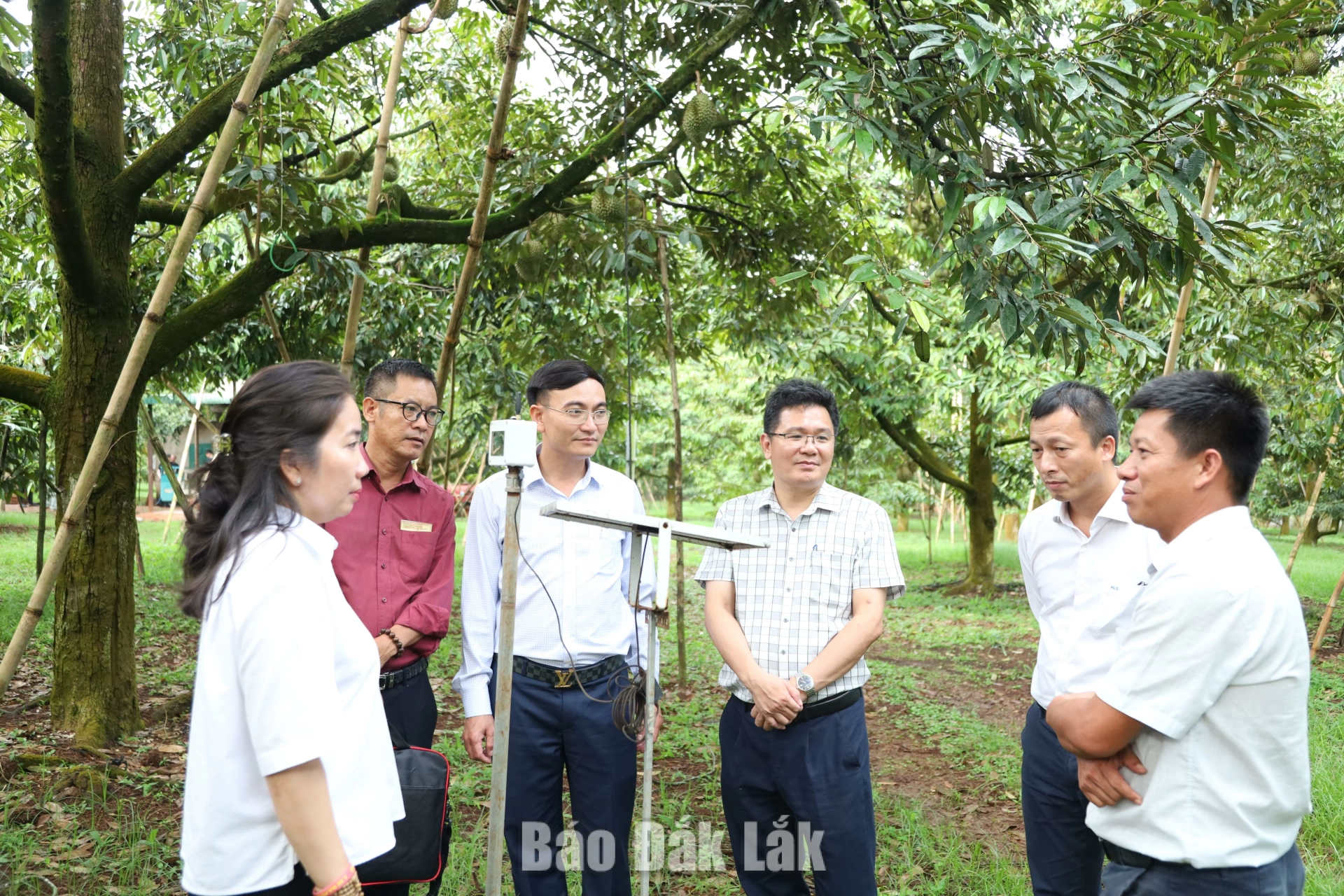 tham quan, nghiên cứu quy trình sản xuất sầu riêng có mã số vùng trồng tại xã Ea Knuếc. Ảnh L. Thành.