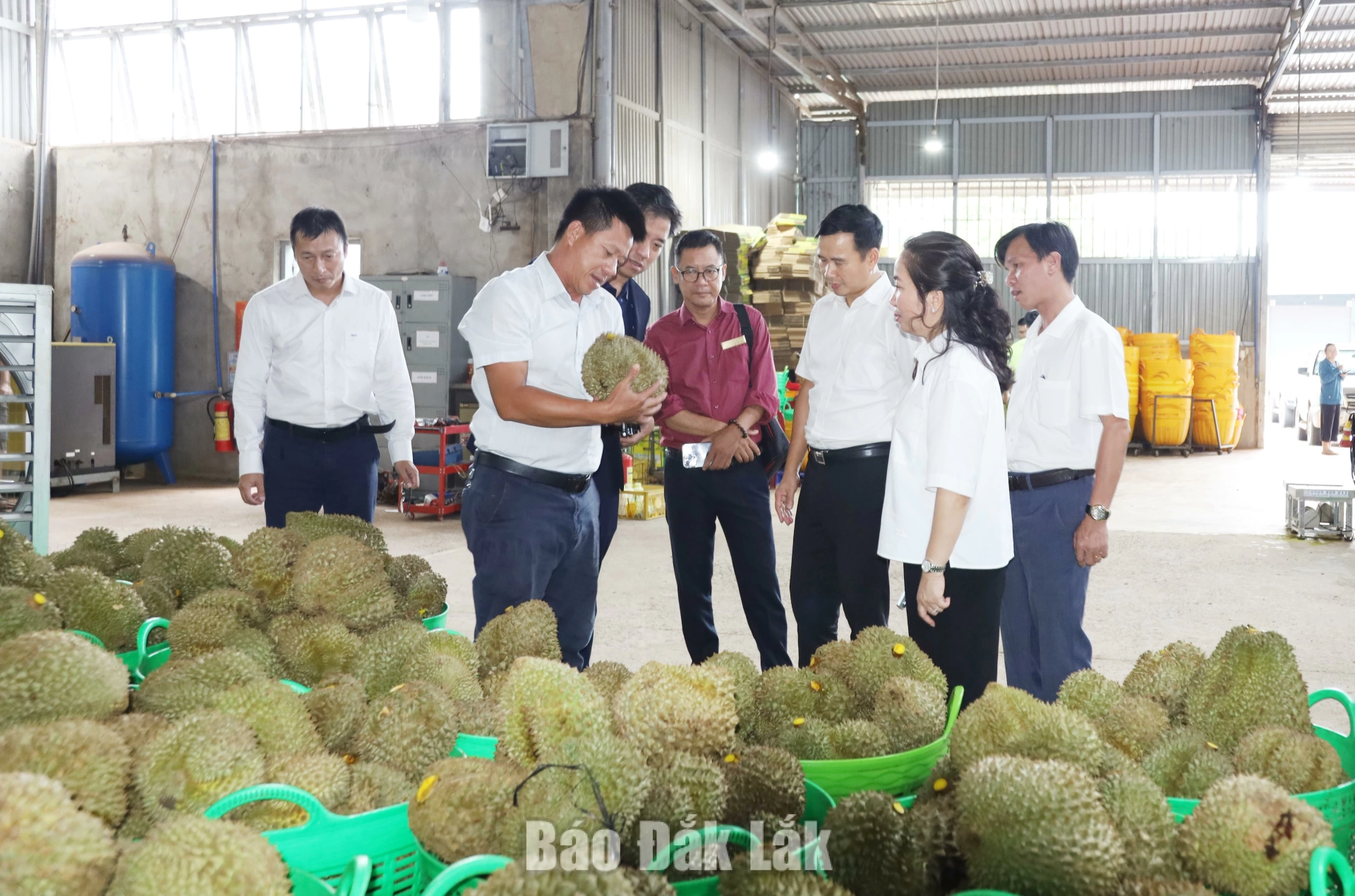 Các chuyên gia ngành nông nghiệp trong nước đang kiểm tra đánh giá chất lượng sầu riêng tại nhập kho tại xã Ea Knuếc. Ảnh L. Thành.