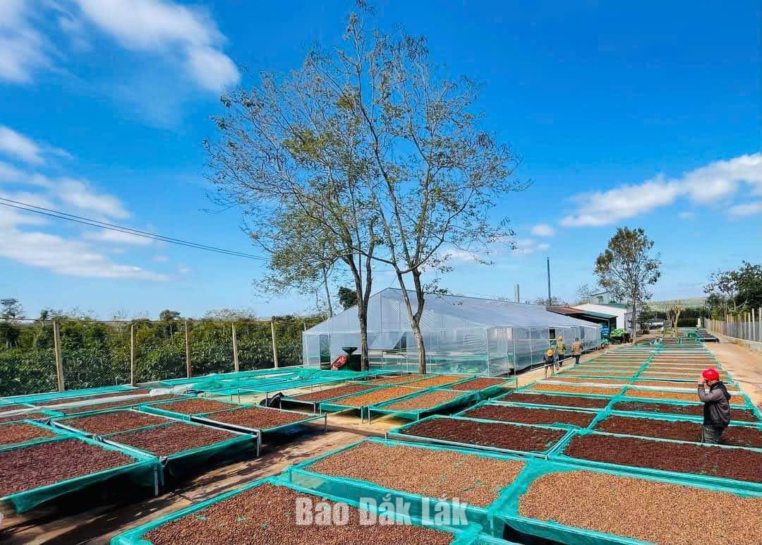 Cà phê kể chuyện trăm năm - Kỳ 2: Cà phê Robusta - Từ xuất khẩu thô đến bài toán tạo giá trị tỷ đô 2 Cà phê được chế biến và phơi theo phương pháp hiện đại để tạo ra dòng cà phê chất lượng cao.