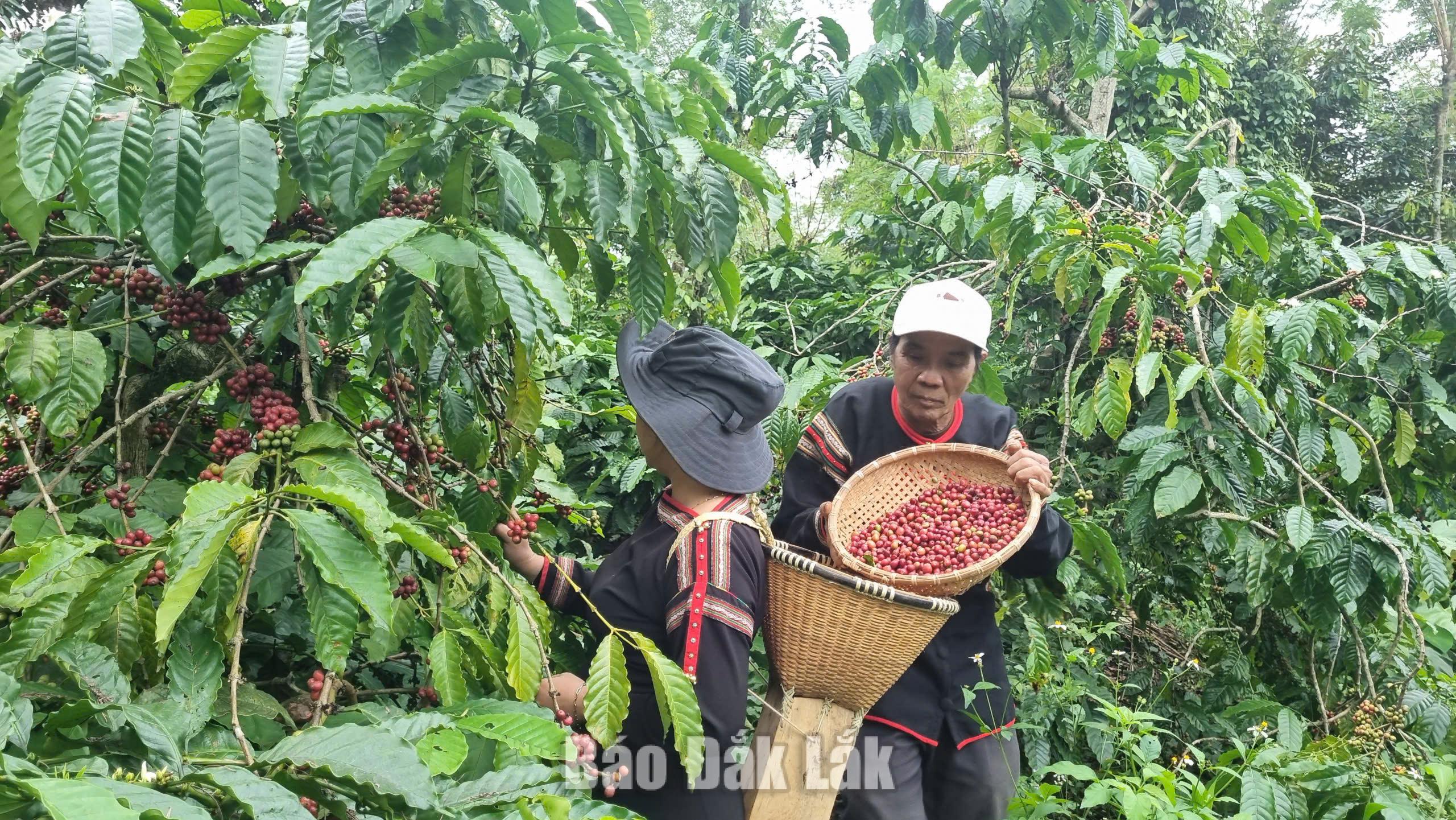 Cà phê kể chuyện trăm năm - Kỳ 2: Cà phê Robusta - Từ xuất khẩu thô đến bài toán tạo giá trị tỷ đô 5 Việc thu hoạch chín để bảo đảm chất lượng hạt cà phê vẫn được nhiều hộ dân duy trì truyền qua nhiều thế hệ