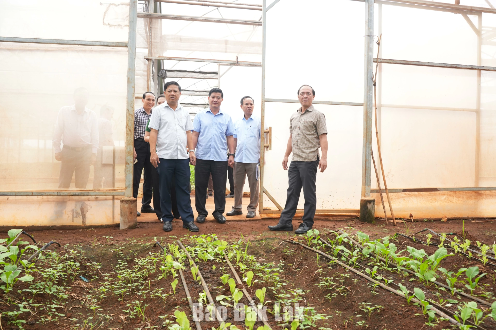 Bí thư Tỉnh ủy Lương Nguyễn Minh Triết kiểm tra các dự án thủy lợi, nông nghiệp trên địa bàn tỉnh 5 Dự án sản xuất nông nghiệp ứng dụng công nghệ cao tại Nông trường cao su Cư Bao.