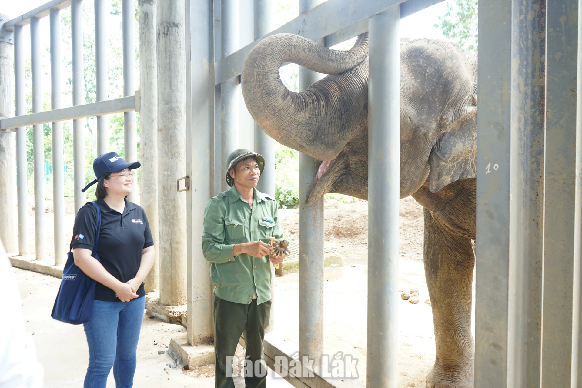 Vùng đất Voi... (Kỳ 2) 4 Cán bộ Trung tâm Bảo tồn voi, cứu hộ động vật và quản lý bảo vệ rừng chăm sóc voi như chăm người thân trong gia đình.