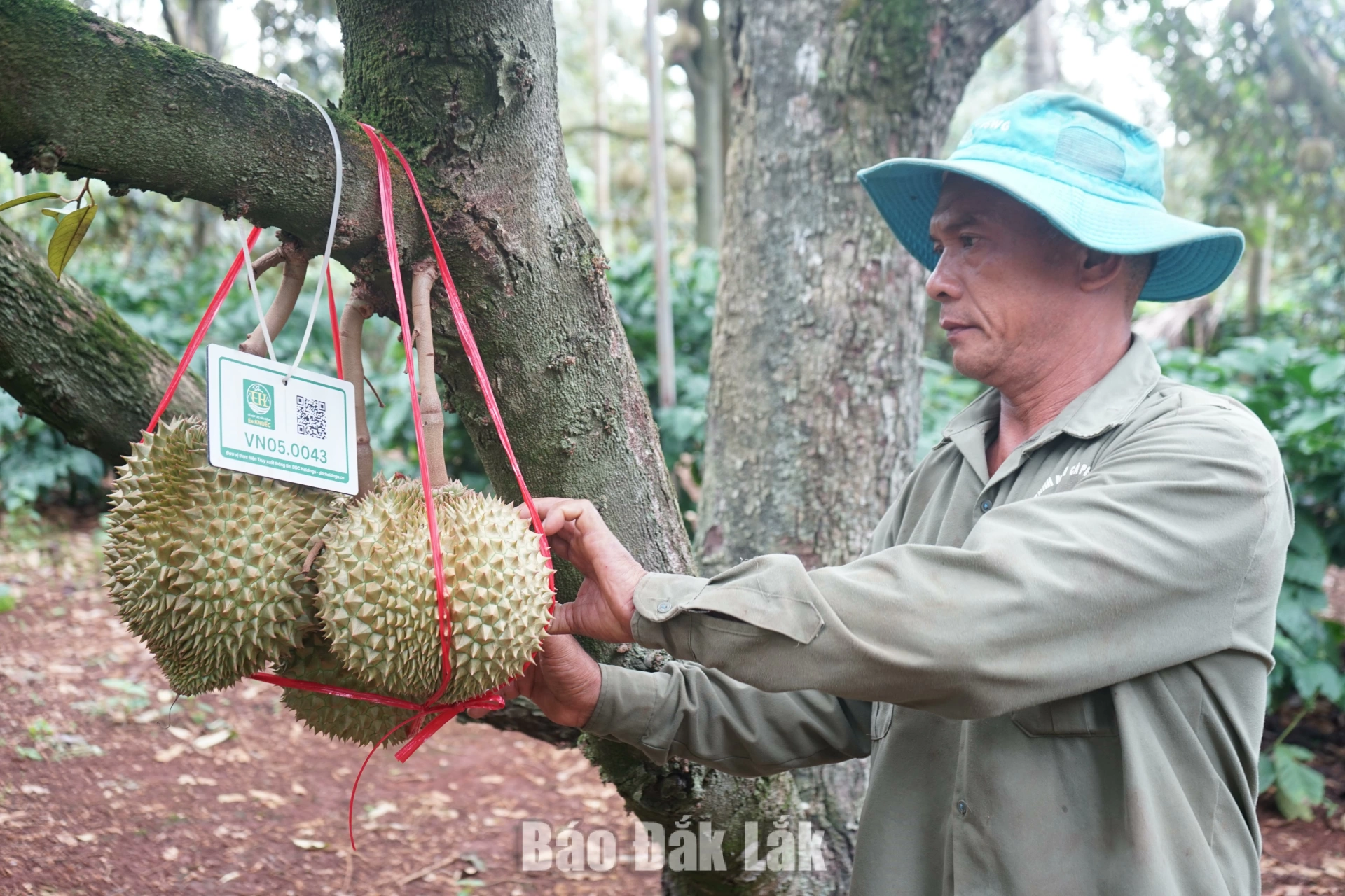 Nhà vườn của một hộ dân trên địa bàn xã Ea Knuếc sẽ đón khác đến tham quan, trải nghiệm và thưởng thức sầu riêng tại chỗ