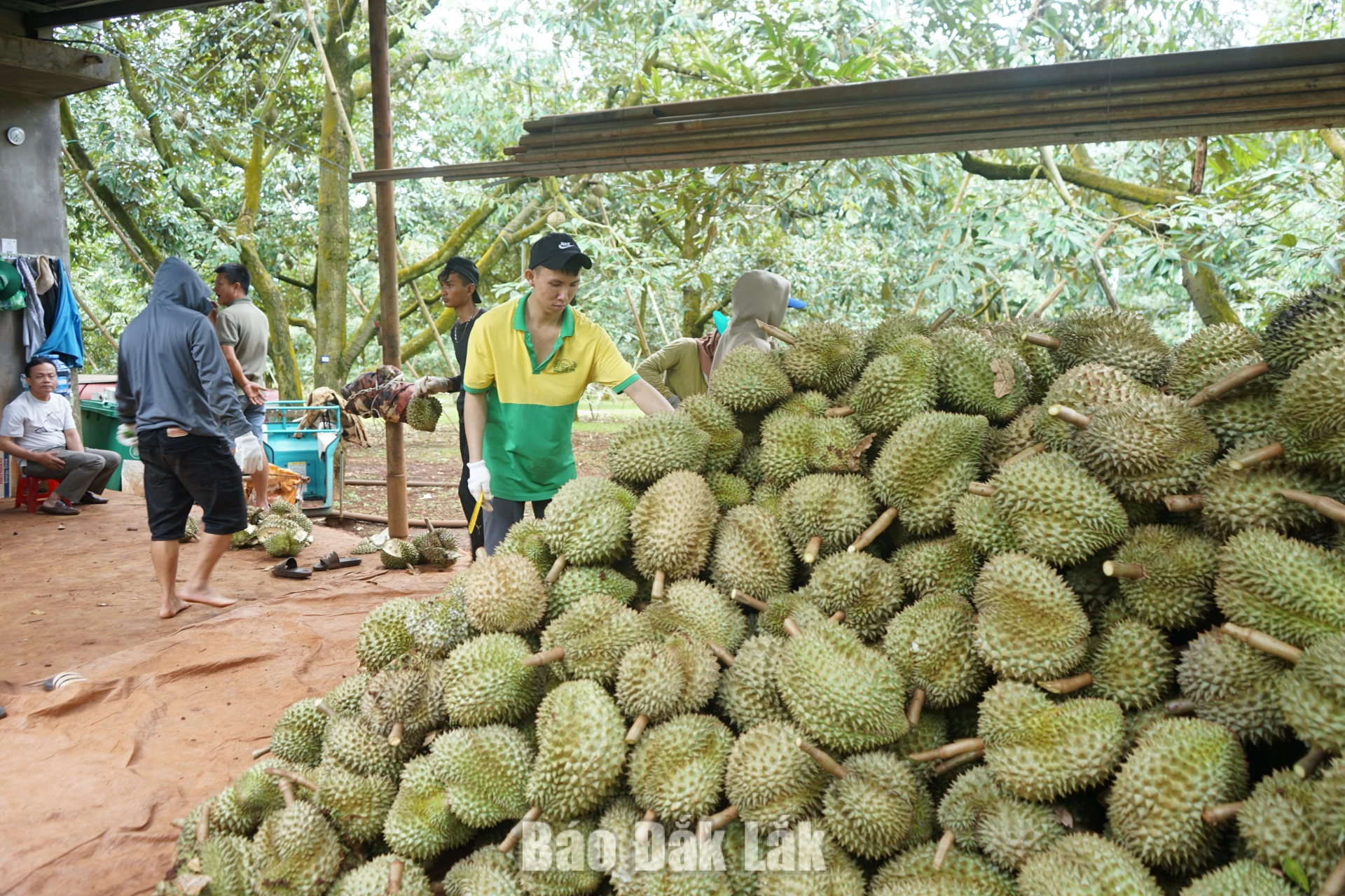 Sầu riêng Đắk Lắk vào vụ thu hoạch