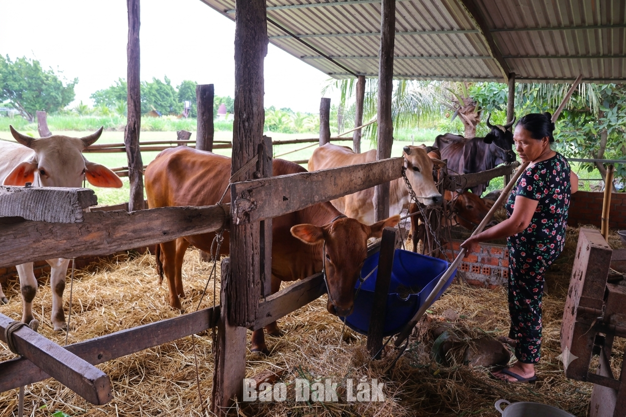 Đàn bò sinh sản của gia đình anh