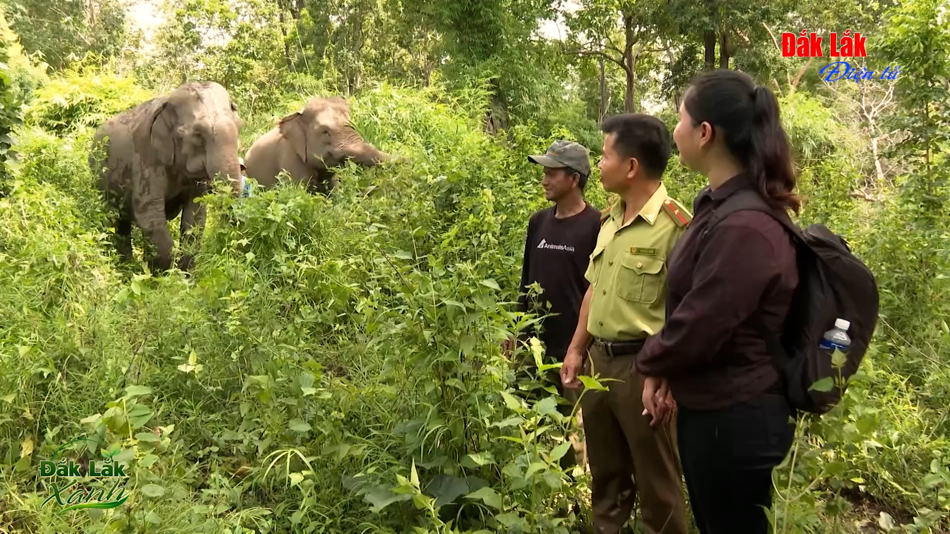 (Video) Để voi được sống đúng với tự nhiên