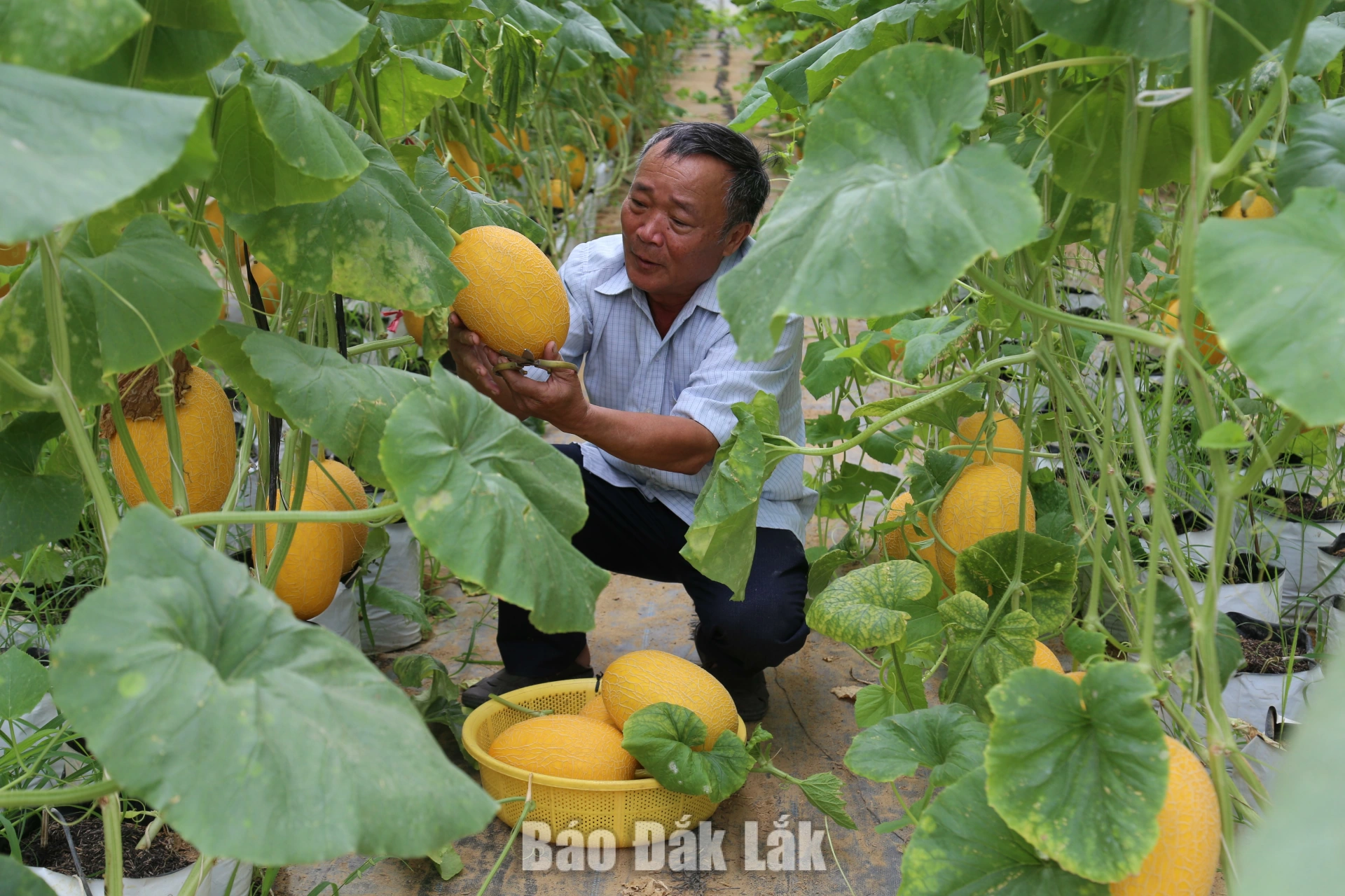 Nông dân xã Vụ Bổn mạnh dạn đổi mới sản xuất 1 Ông Hồ Xuân Hương (thôn Phước Quý) thu hoạch dưa lưới.