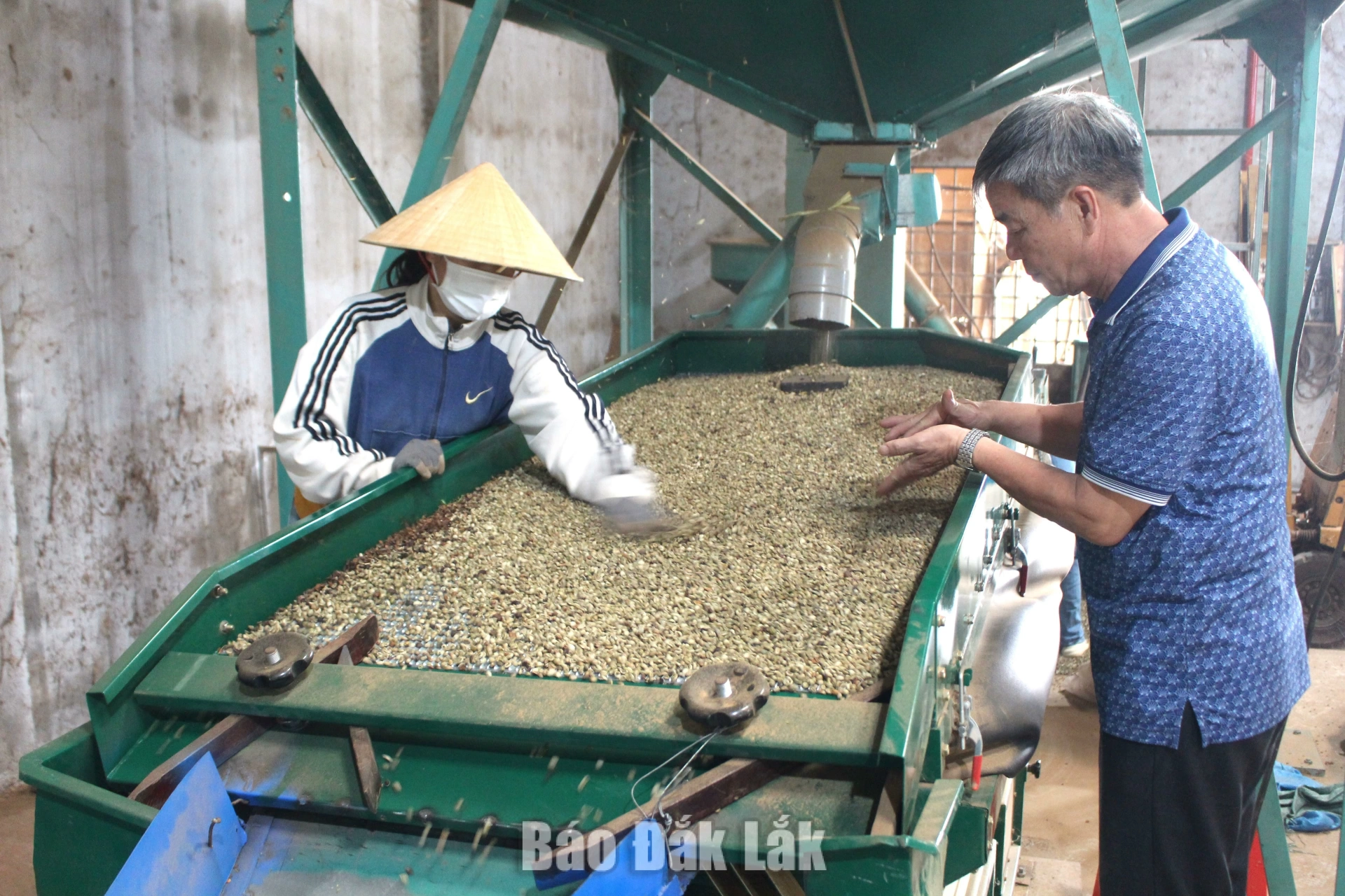 Lan tỏa phong trào sản xuất, kinh doanh giỏi ở Ea Kiết 2 Công đoạn tách hạt cà phê tại