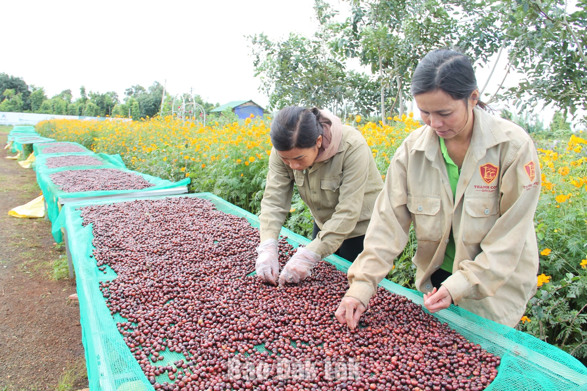 Cà phê kể chuyện trăm năm - Kỳ 2: Cà phê Robusta - Từ xuất khẩu thô đến bài toán tạo giá trị tỷ đô 3 Chế biến cà phê chất lượng cao tại Trang trại Aeroco Coffee.