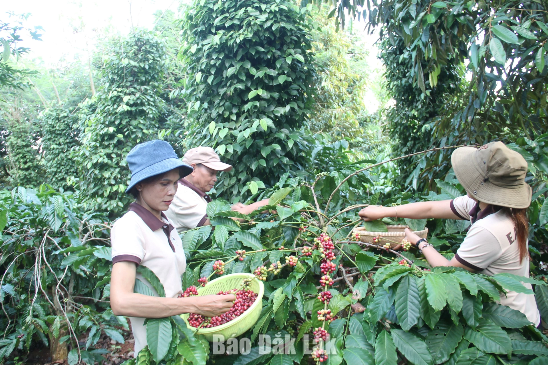 Cà phê kể chuyện trăm năm - Kỳ 1: Từ đồn điền đến “thủ phủ” cà phê của Việt Nam 5 Bà con nông dân thu hoạch cà phê trong vùng Chỉ dẫn địa lý Cà phê Buôn Ma Thuột.