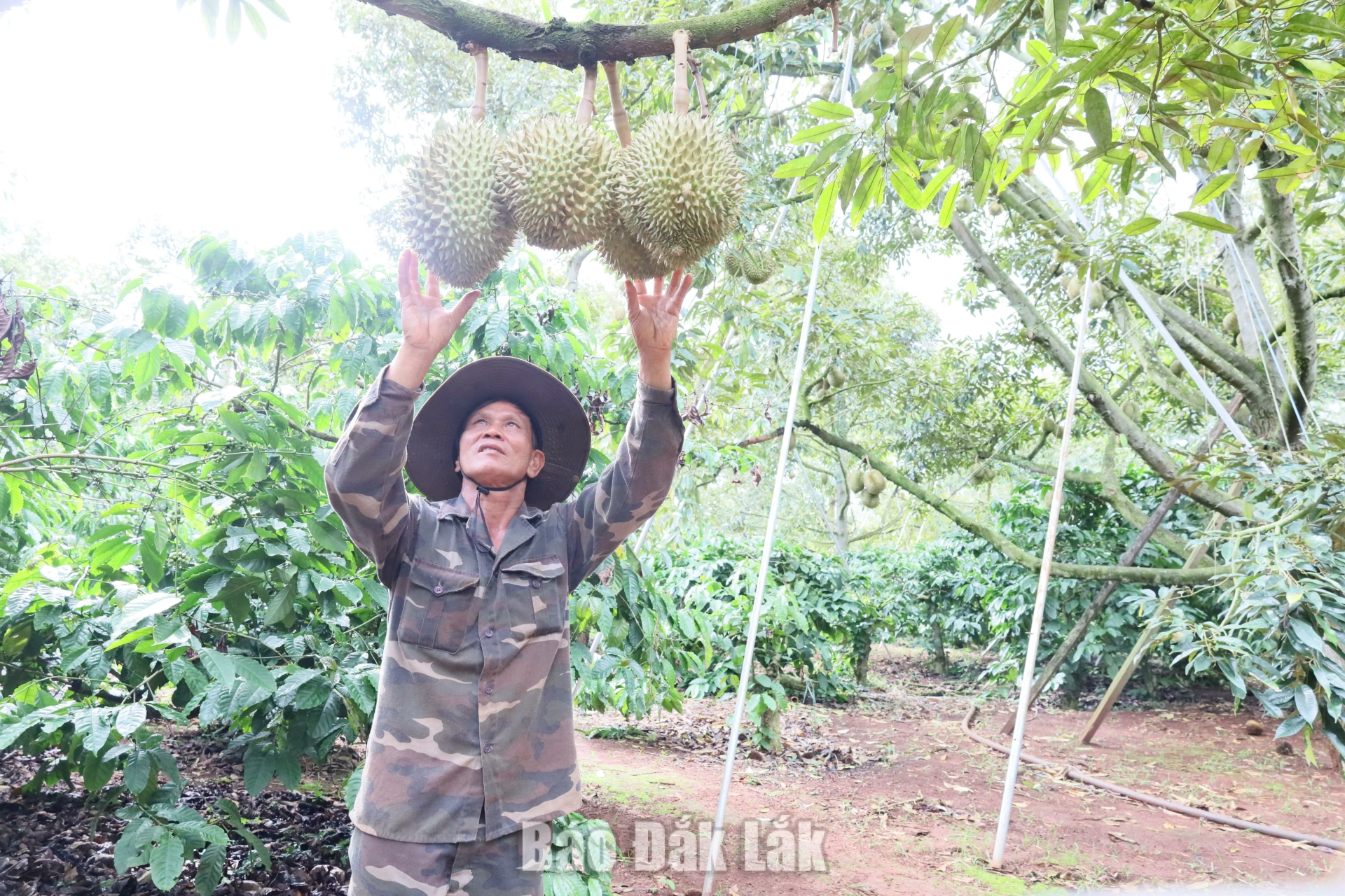 Đắk Lắk triển khai chiến dịch cao điểm "30 ngày đêm" số hóa dữ liệu vùng trồng sầu riêng 1 Vườn trồng sầu riêng của người dân trên địa bàn xã Krông Pắc.