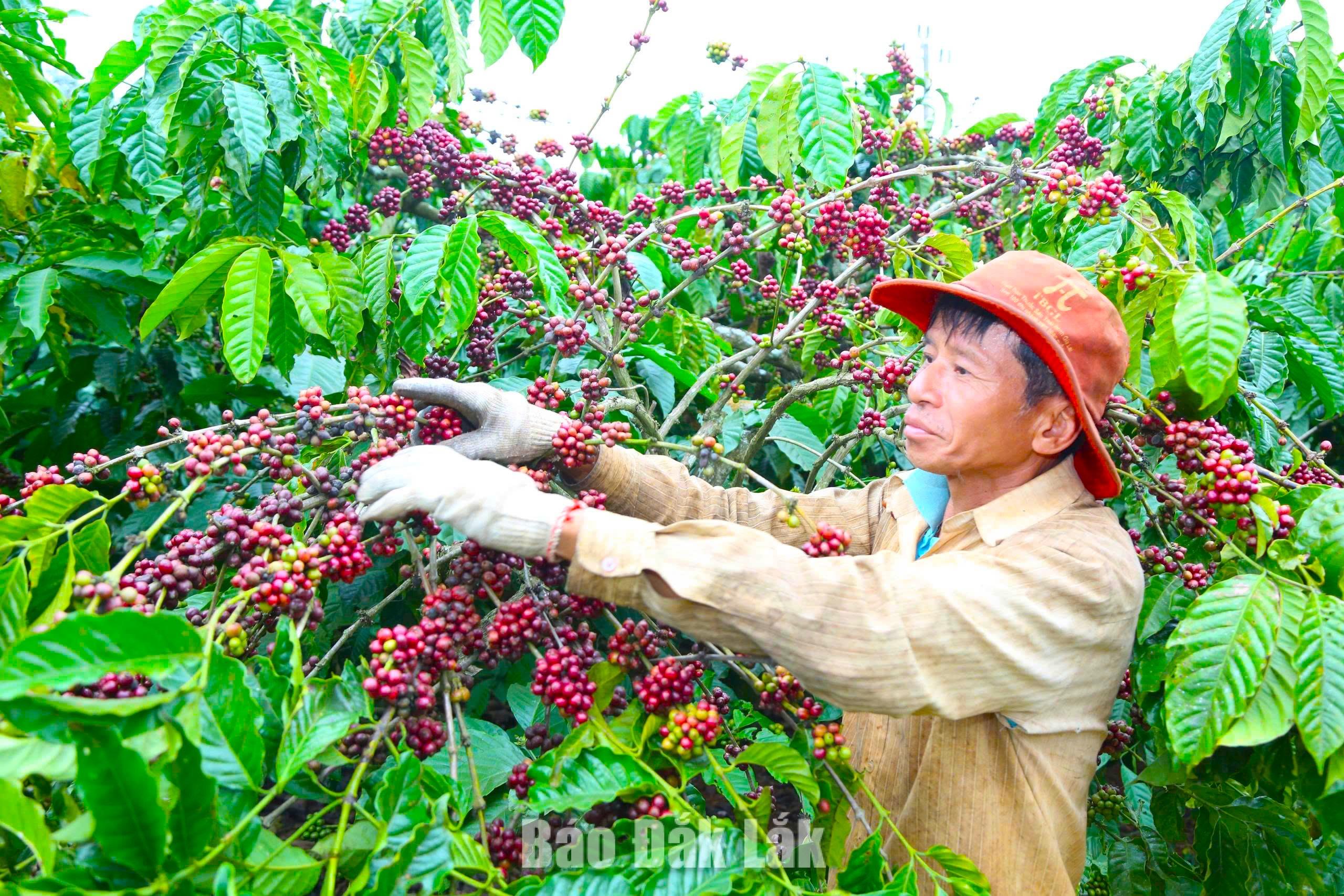 Cà phê kể chuyện trăm năm - Kỳ 2: Cà phê Robusta - Từ xuất khẩu thô đến bài toán tạo giá trị tỷ đô 1 Nông dân xã Dliê Ya thu hoạch cà phê
