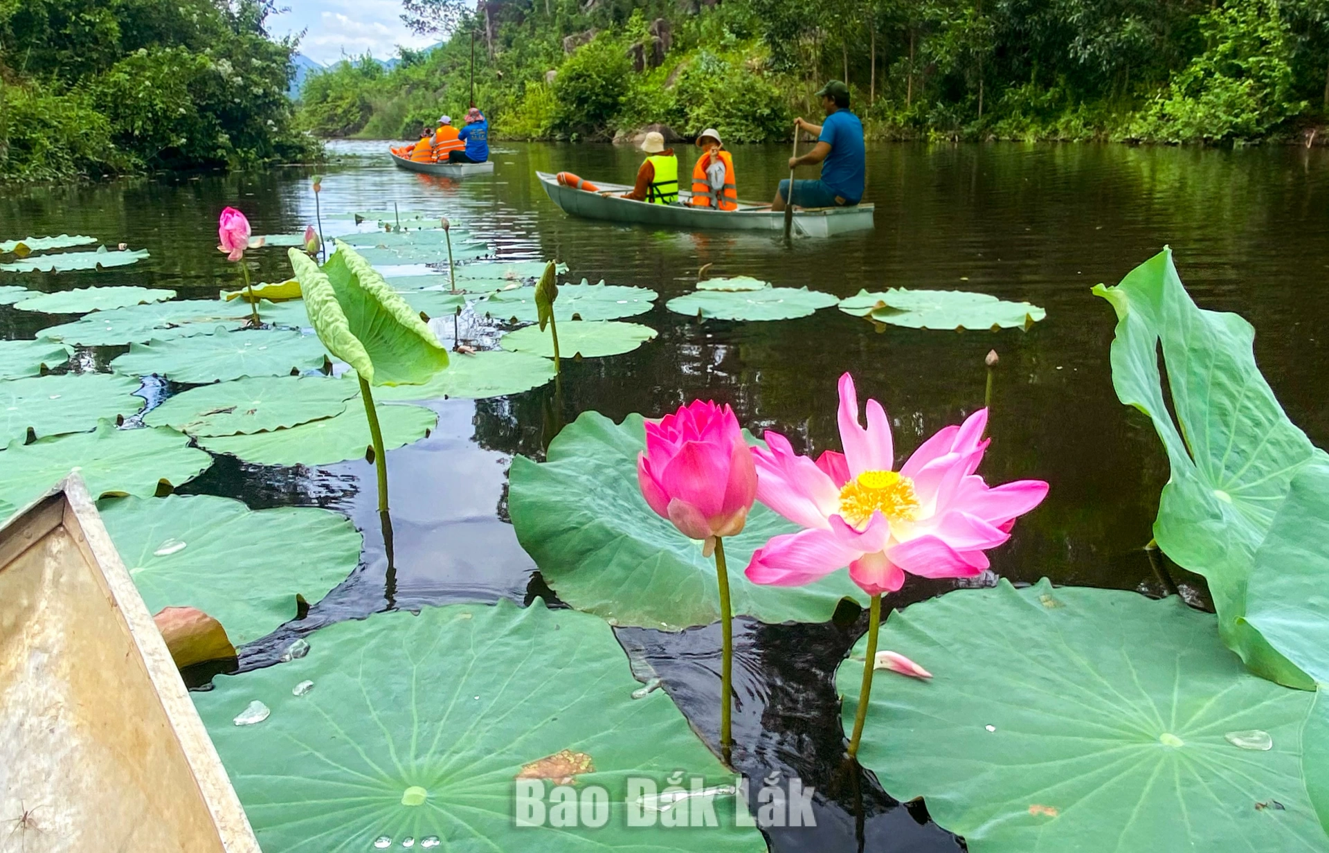 Du khách thích thú khám phá đầm sen. Người dân địa phương là người dẫn đường, tự hào giới thiệu với du khách về vẻ đẹp quê hương.