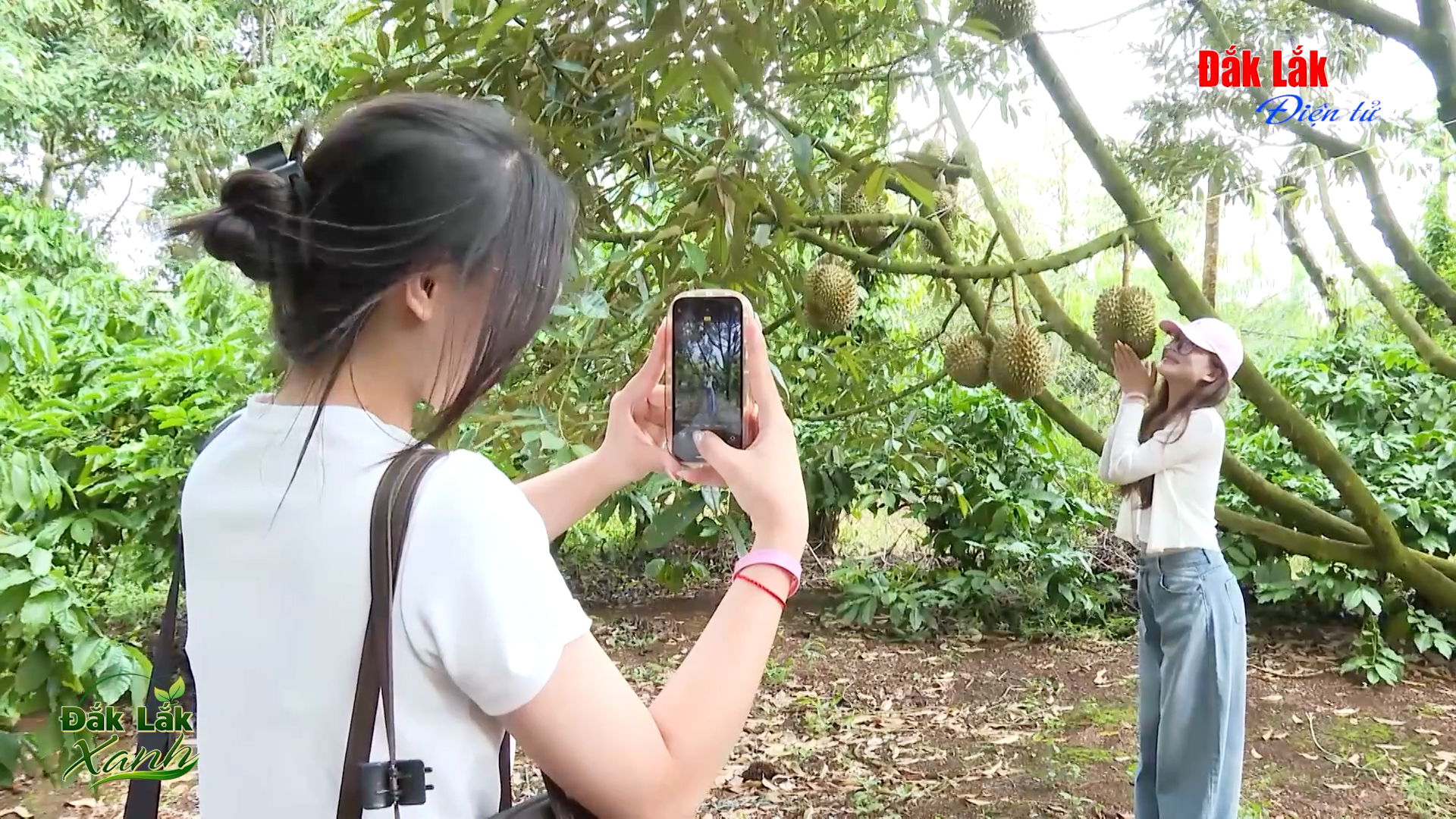 (Video) Trải nghiệm du lịch giữa vườn sầu riêng