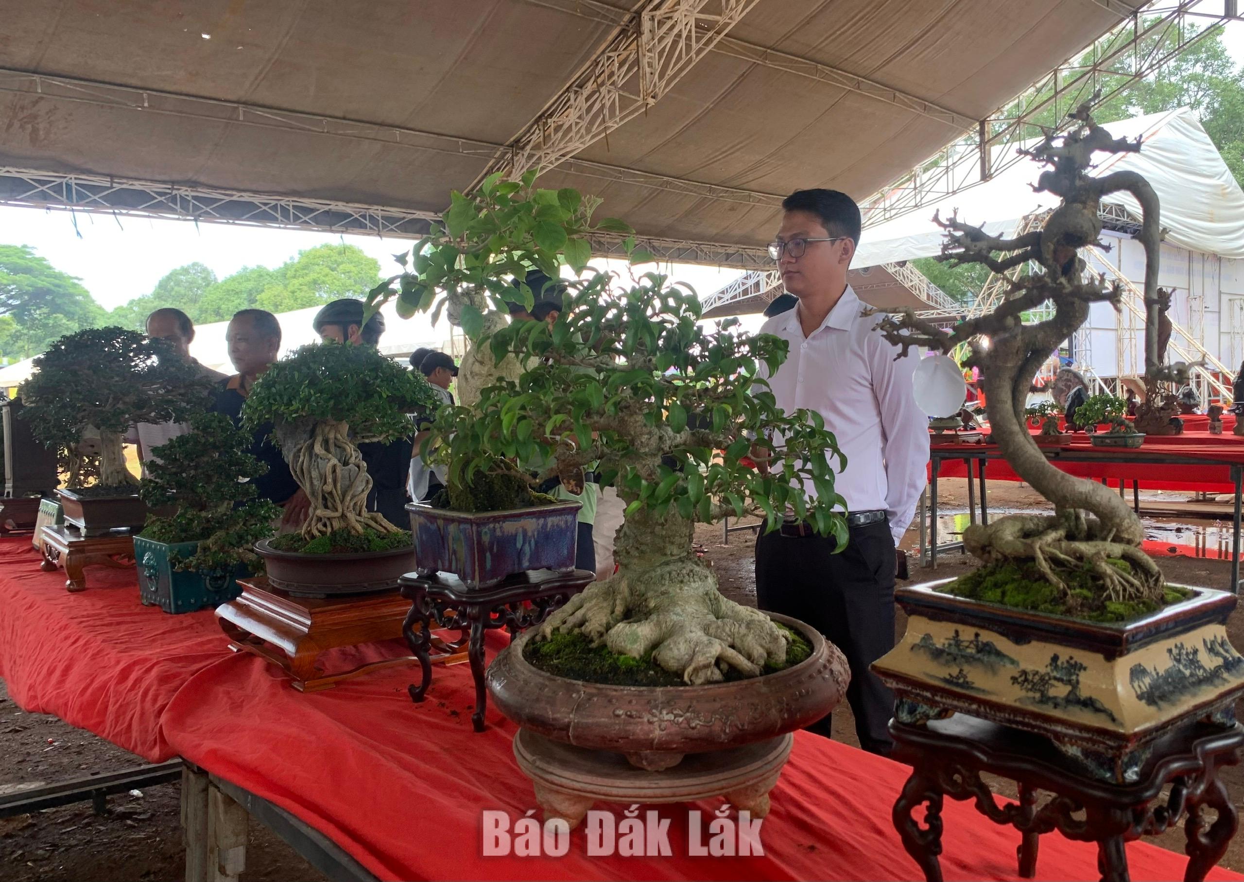 Khai mạc triển lãm sinh vật cảnh tỉnh Đắk Lắk năm 2026 2 Đông đảo nghệ nhân, người dân thưởng lãm các tác phẩm bonsai nghệ thuật.