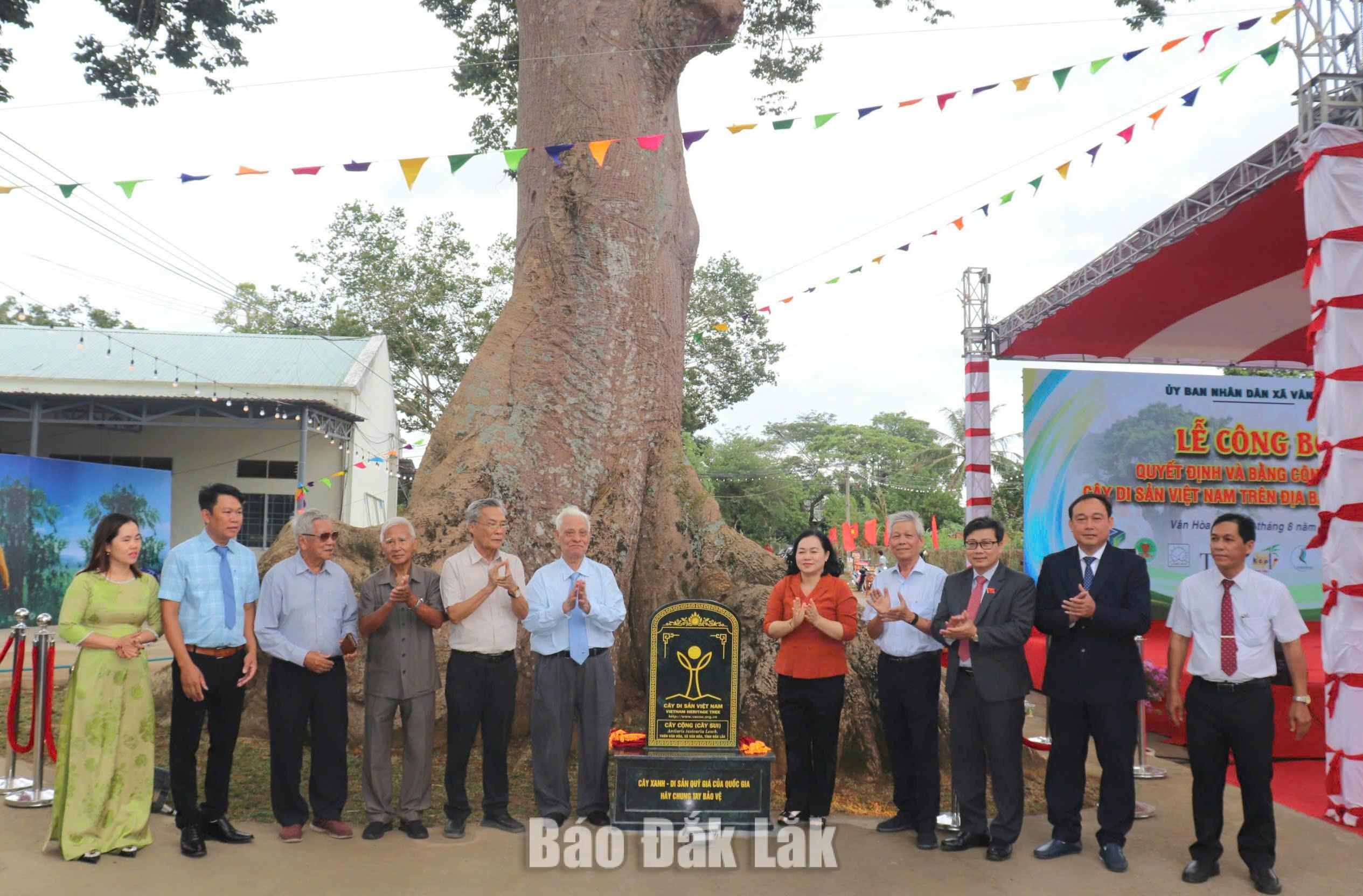 Các đại biểu thực hiện gắn bia Cây Di sản Việt Nam tại cây cộng ở thôn Vân Hòa. 