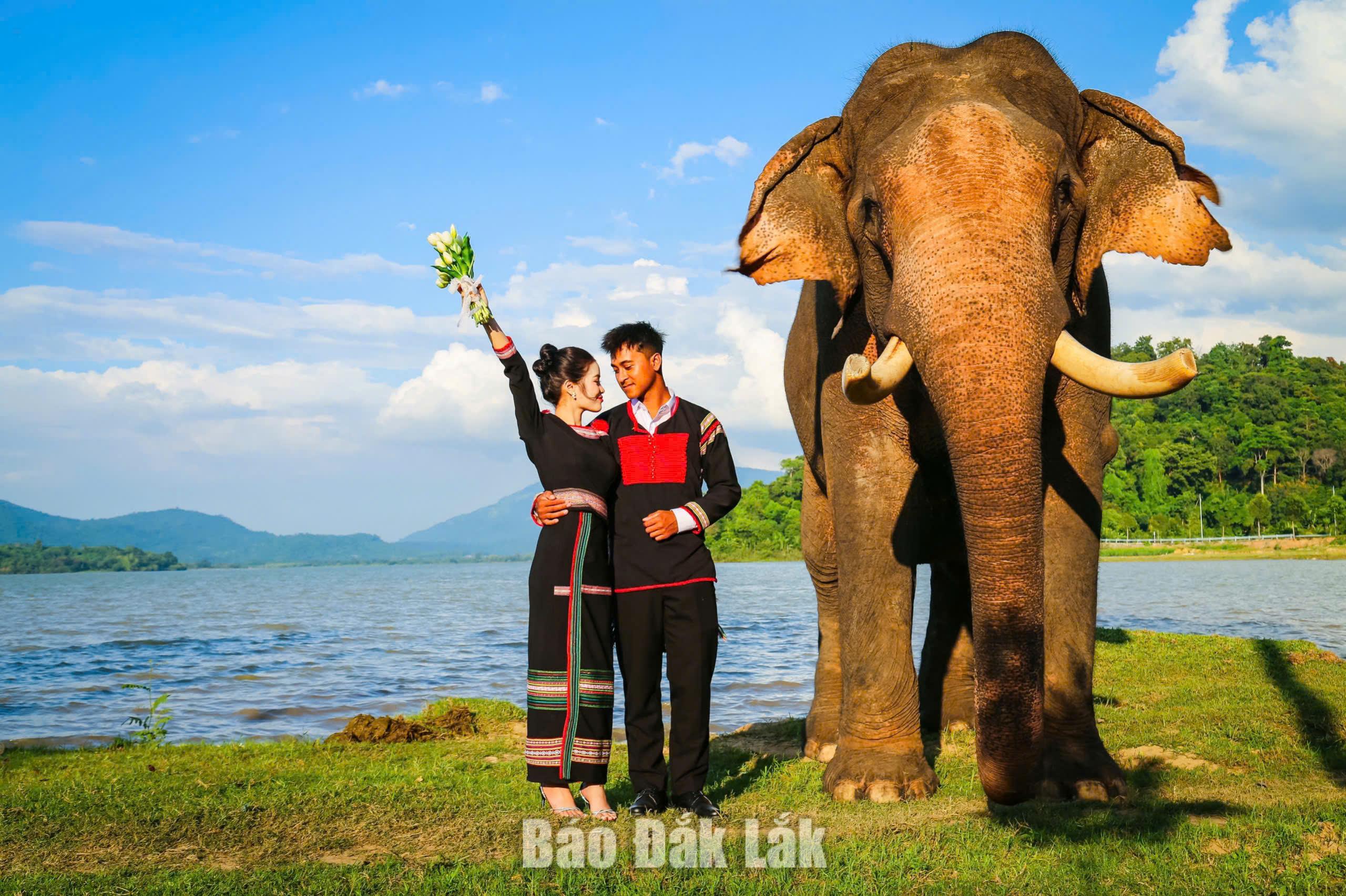 Vùng đất Voi... (Kỳ 2) 1 Các bạn trẻ chụp hình cưới cùng voi.