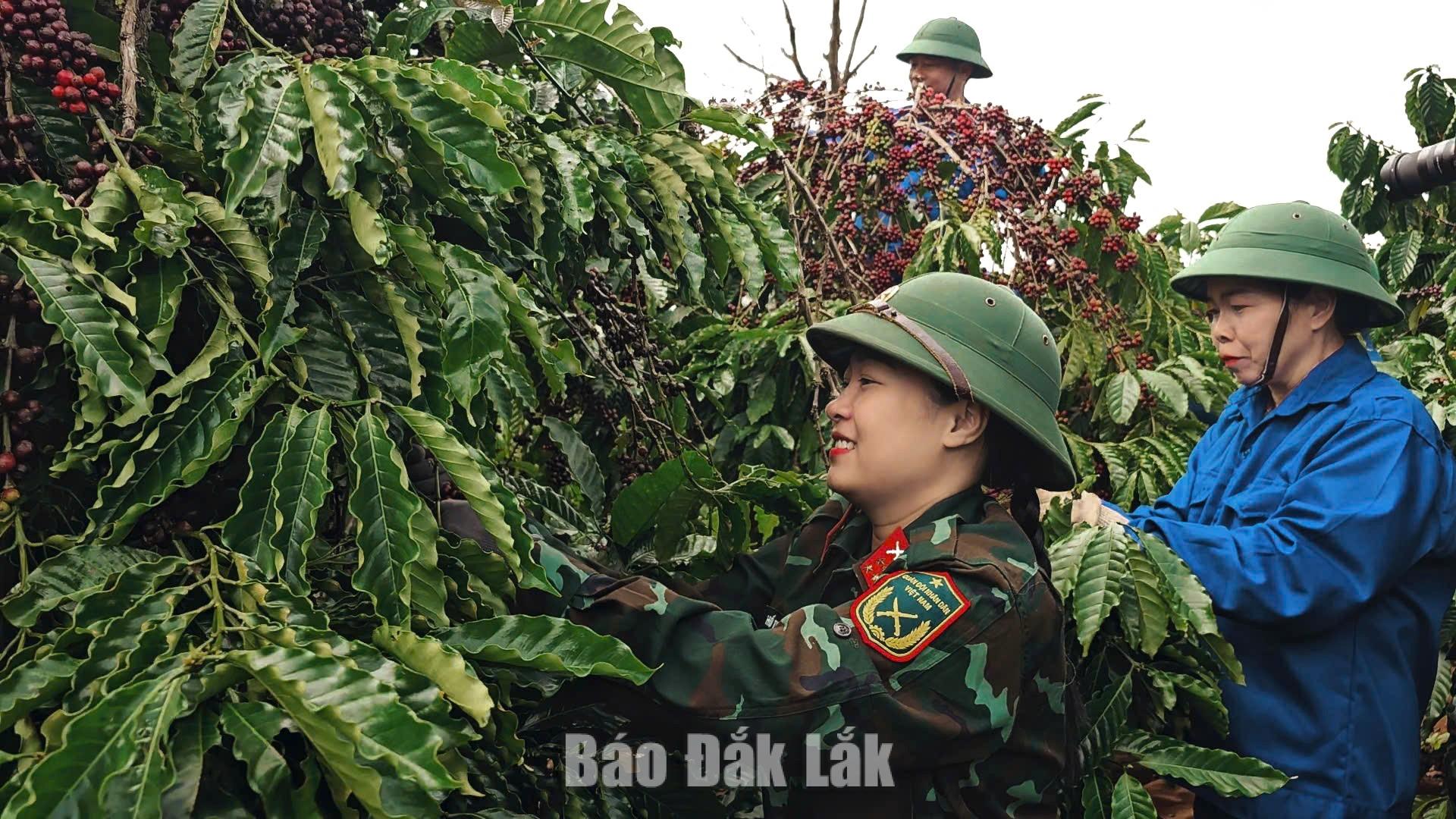 Doanh nghiệp cà phê đầu tiên tại Đắk Lắk đạt chứng nhận hữu cơ của Hoa Kỳ và EU 1 Thu hoạch cà phê hữu cơ tại Công ty TNHH MTV Cà phê 15.