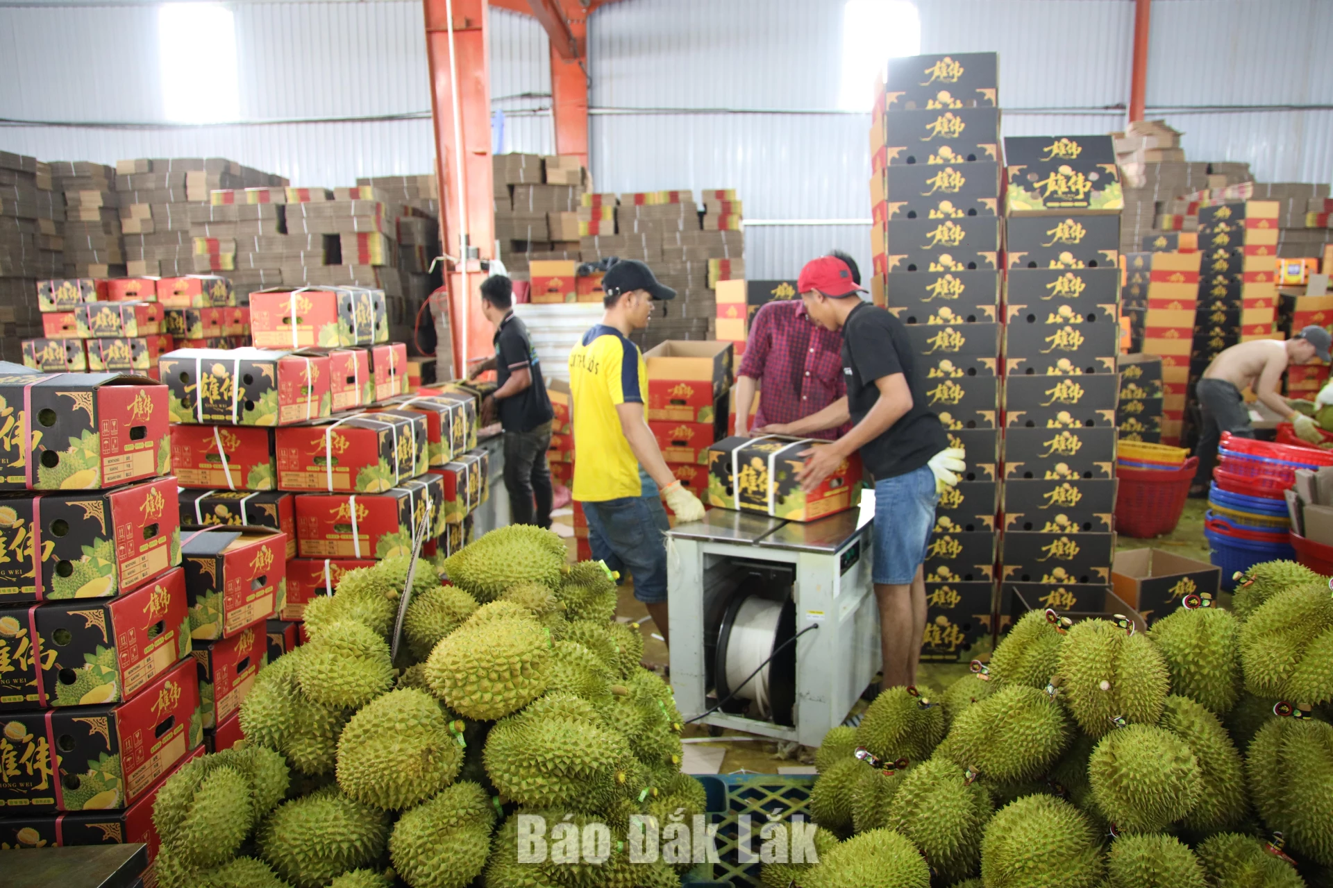 Xã Dliê Ya: Nâng cao giá trị sầu riêng bằng mã số vùng trồng 2 Một cơ sở thu mua sầu riêng trên địa bàn xã Dliê Ya hoạt động hết công suất trong mùa thu hoạch.