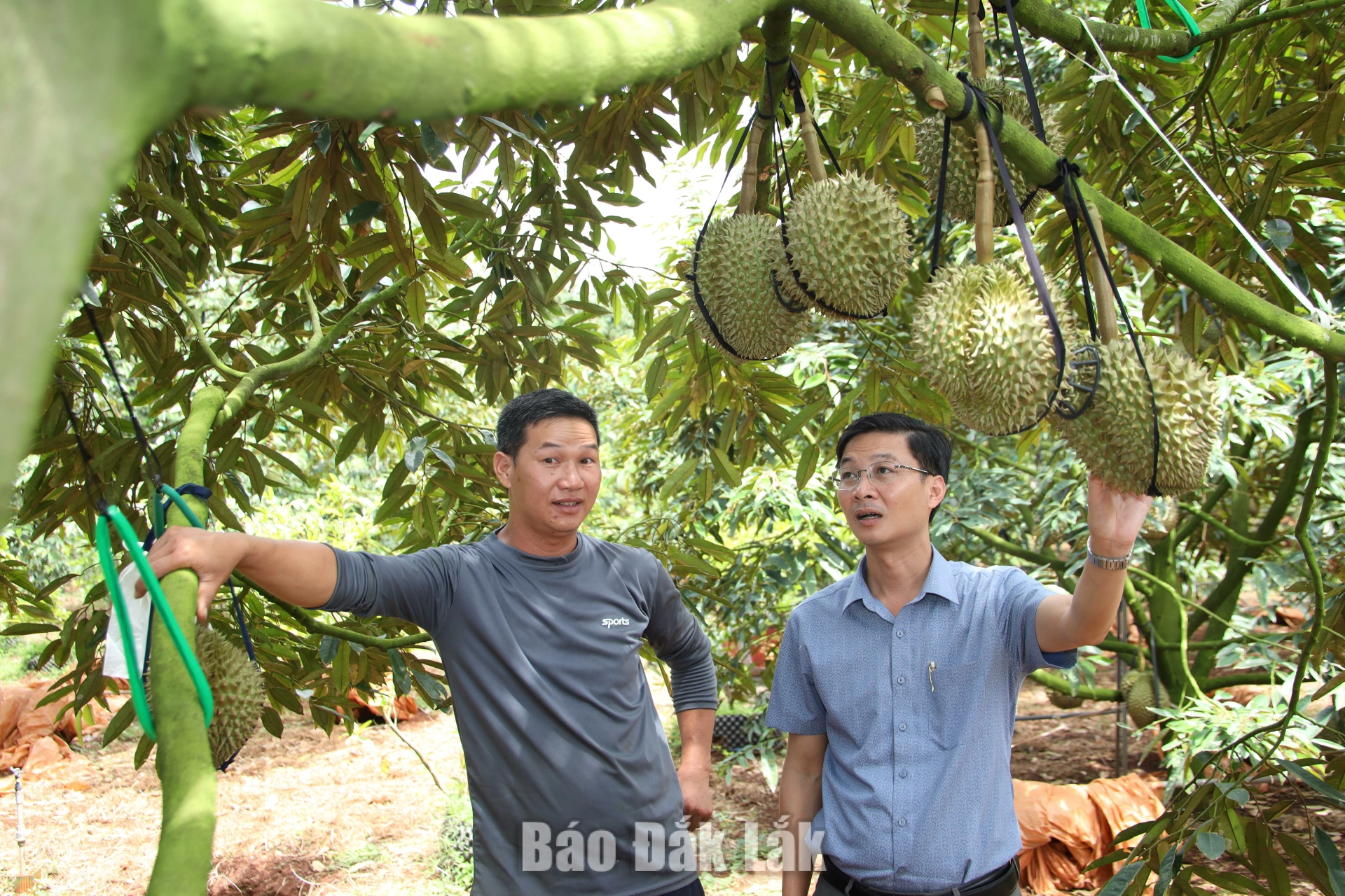 Phú Xuân phấn đấu hoàn thành số hóa dữ liệu mã số vùng trồng sầu riêng trước 30/9 2 1