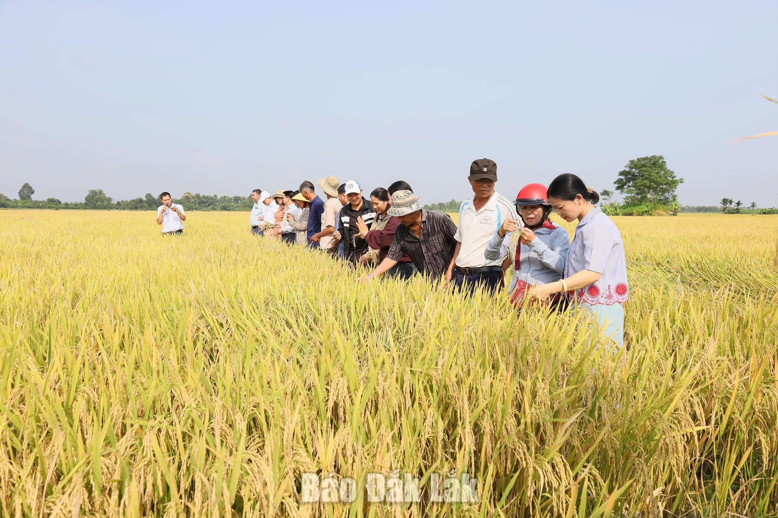 Hiệu quả kép từ mô hình canh tác lúa giảm phát thải khí nhà kính 4 Các đại biểu tham quan mô hình canh tác lúa giảm phát thải.