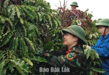 Doanh nghiệp cà phê đầu tiên tại Đắk Lắk đạt chứng nhận hữu cơ của Hoa Kỳ và EU Doanh nghiệp cà phê đầu tiên tại Đắk Lắk đạt chứng nhận hữu cơ của Hoa Kỳ và EU