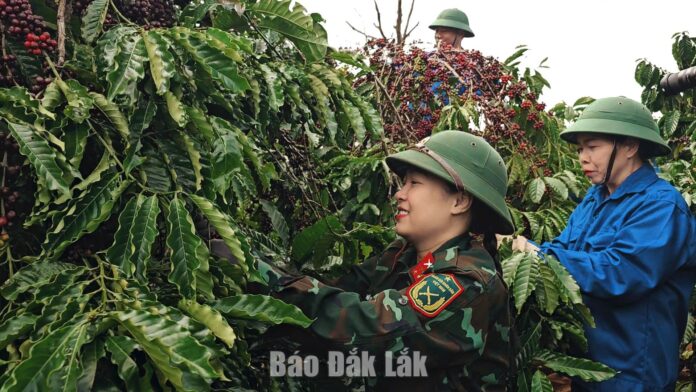 Doanh nghiệp cà phê đầu tiên tại Đắk Lắk đạt Doanh nghiệp cà phê đầu tiên tại Đắk Lắk đạt chứng nhận hữu cơ của Hoa Kỳ và EU