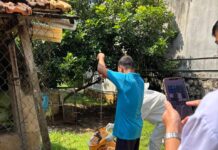 Khống chế ổ dịch dại tại phường Thành Nhất Khống chế ổ dịch dại tại phường Thành Nhất