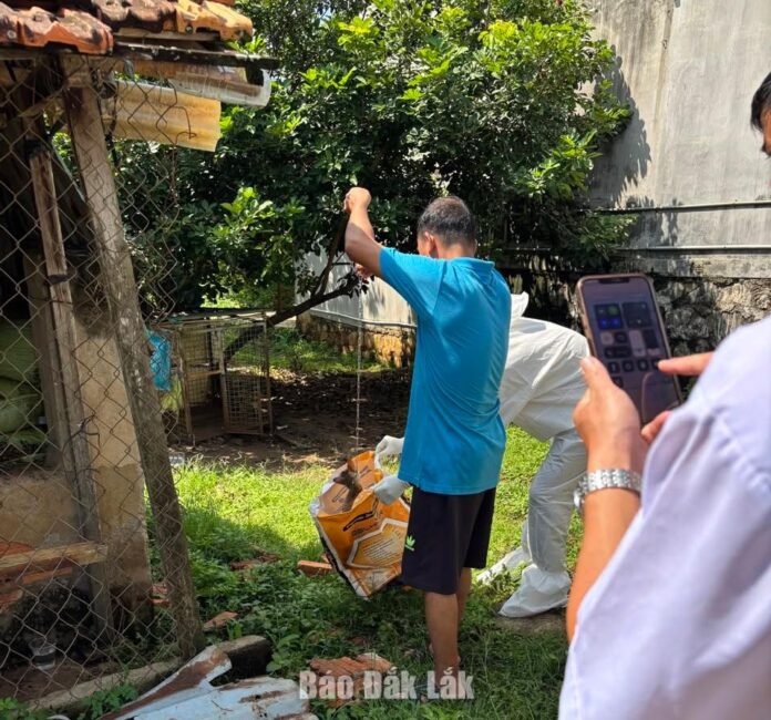 Khống chế ổ dịch dại tại phường Thành Nhất