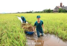 Lực lượng vũ trang phường Hòa Hiệp giúp dân gặt lúa ngập úng Lực lượng vũ trang phường Hòa Hiệp giúp dân gặt lúa ngập úng